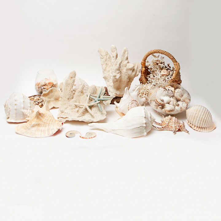 Grouping of Seashells