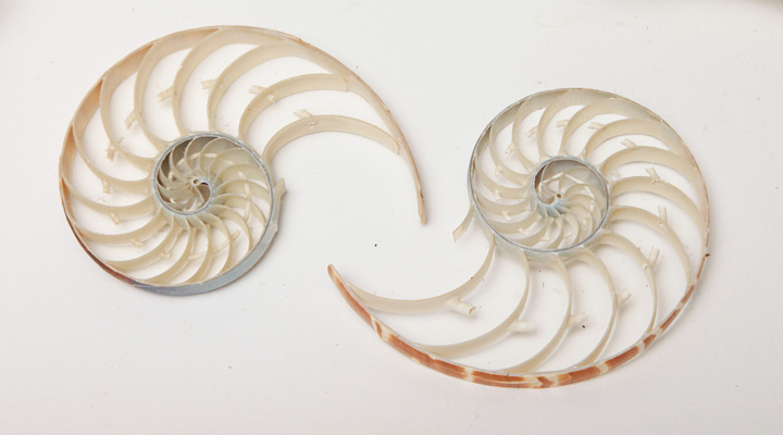 Grouping of Seashells