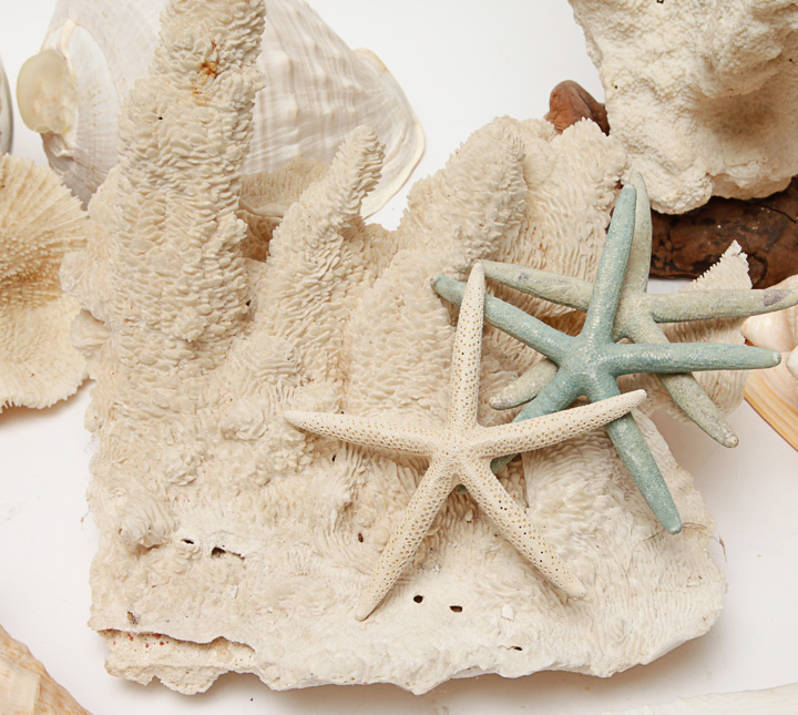 Grouping of Seashells