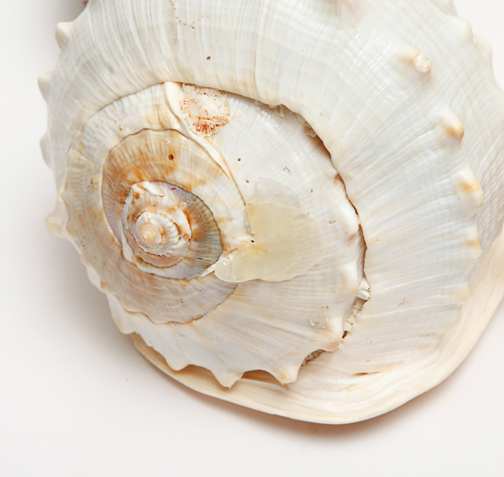 Grouping of Seashells