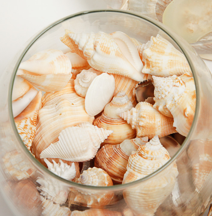 Grouping of Seashells