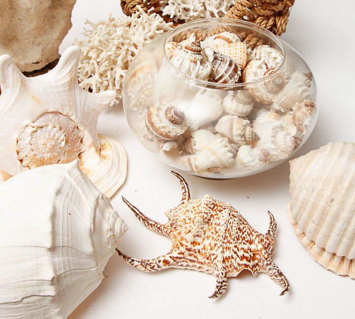 Grouping of Seashells