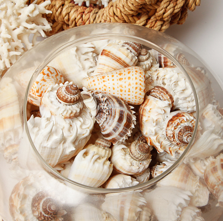 Grouping of Seashells