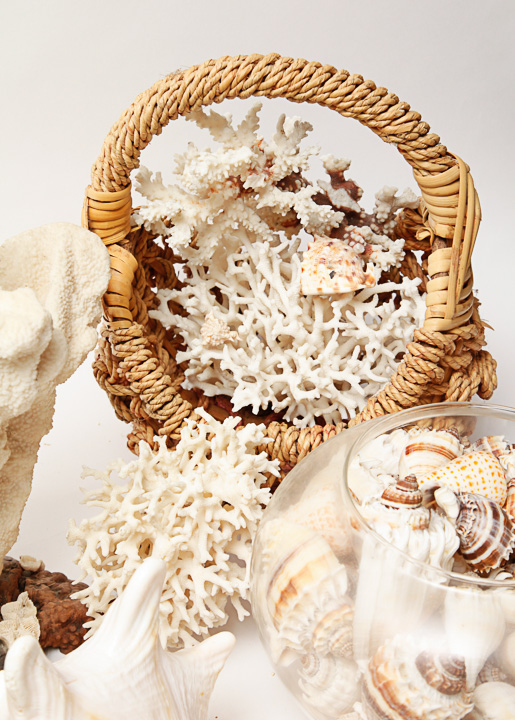 Grouping of Seashells