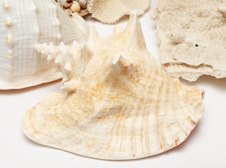 Grouping of Seashells