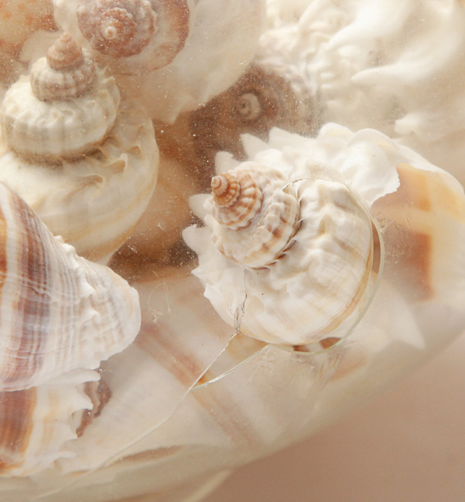 Grouping of Seashells