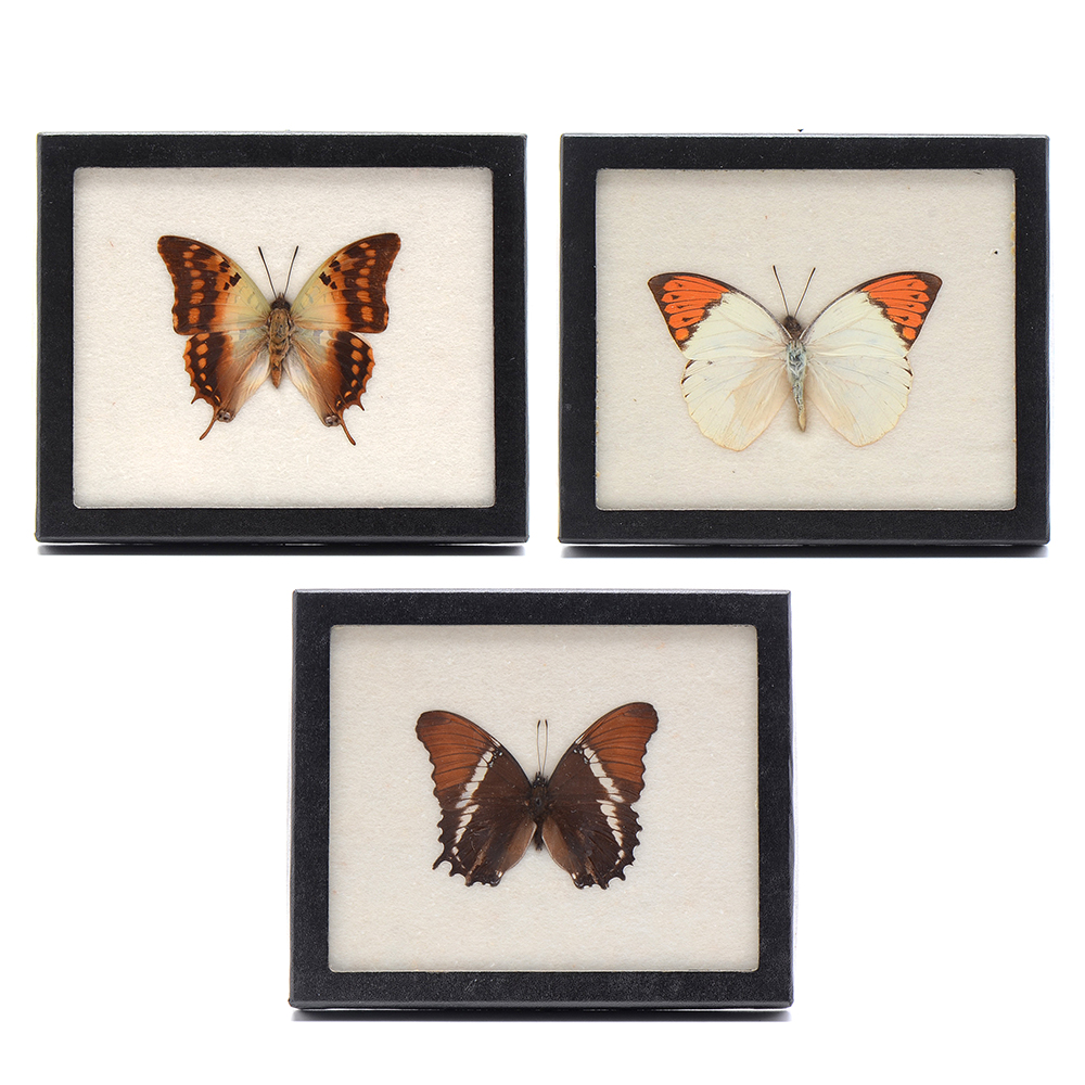 Three Exotic Butterfly Specimens Mounted Under Glass