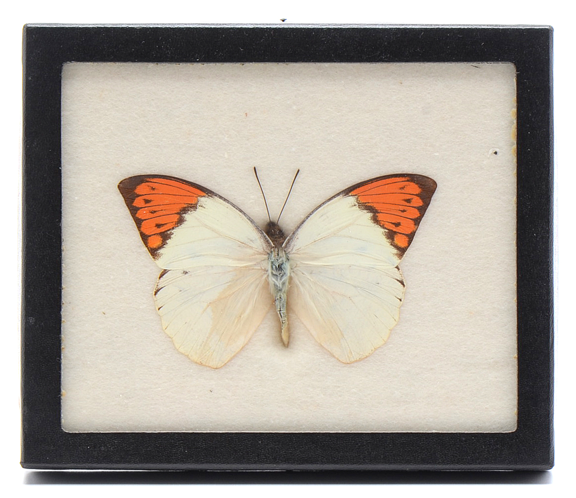 Three Exotic Butterfly Specimens Mounted Under Glass