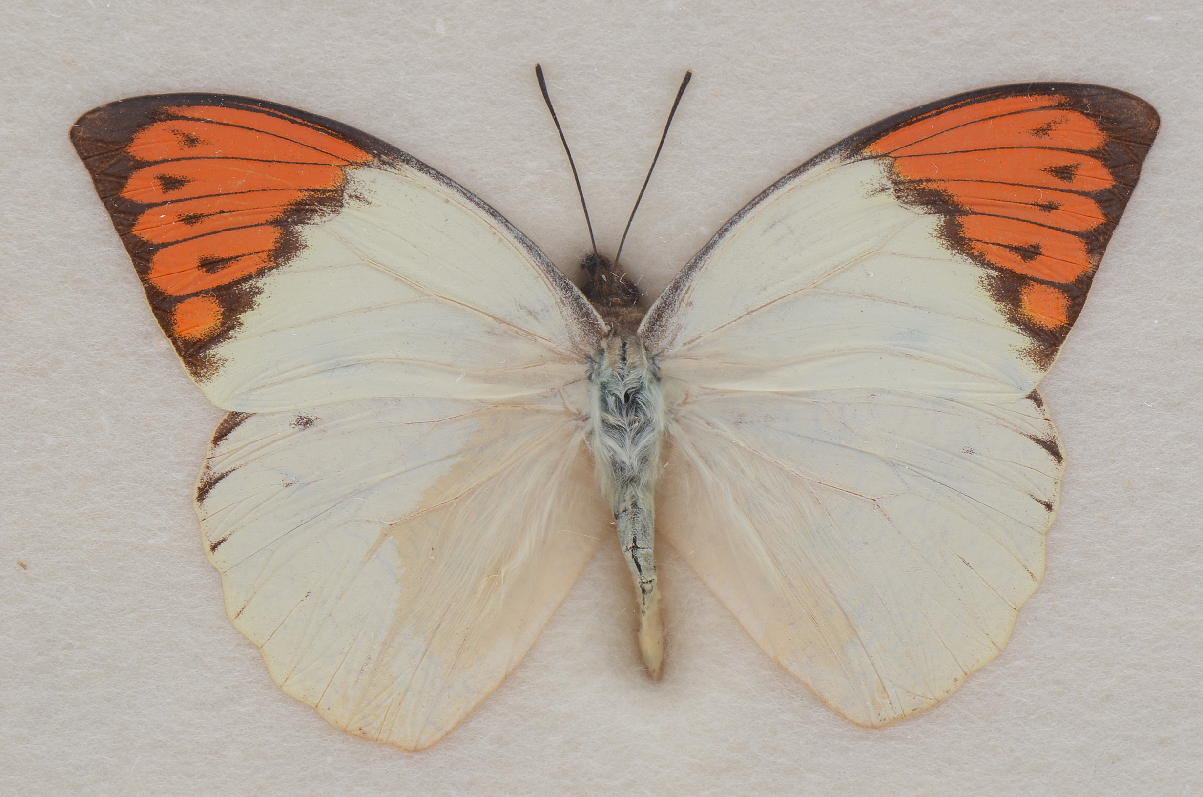 Three Exotic Butterfly Specimens Mounted Under Glass