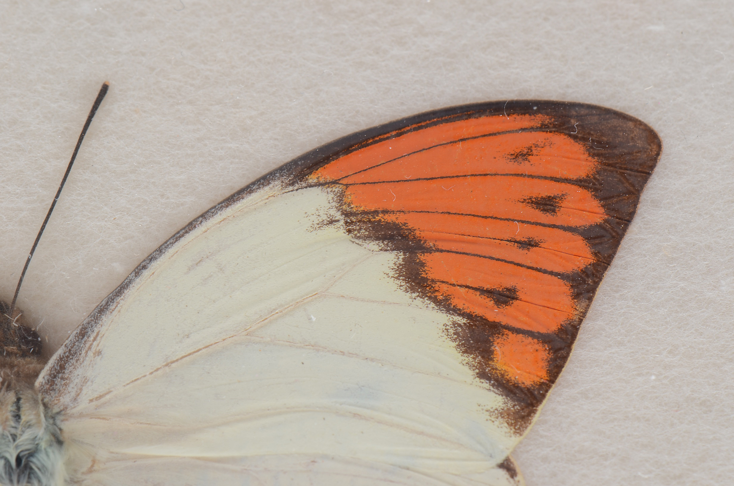 Three Exotic Butterfly Specimens Mounted Under Glass