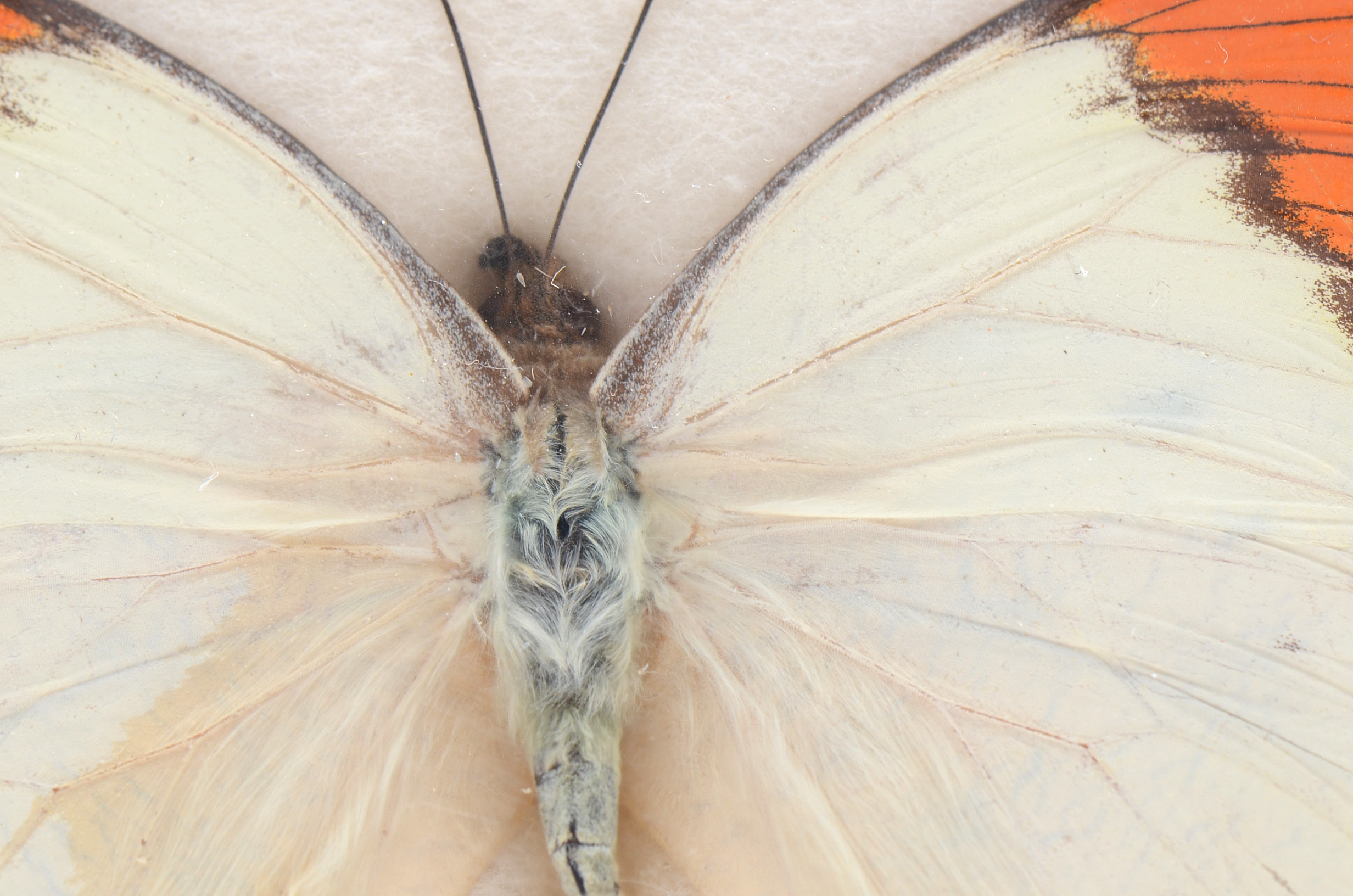 Three Exotic Butterfly Specimens Mounted Under Glass
