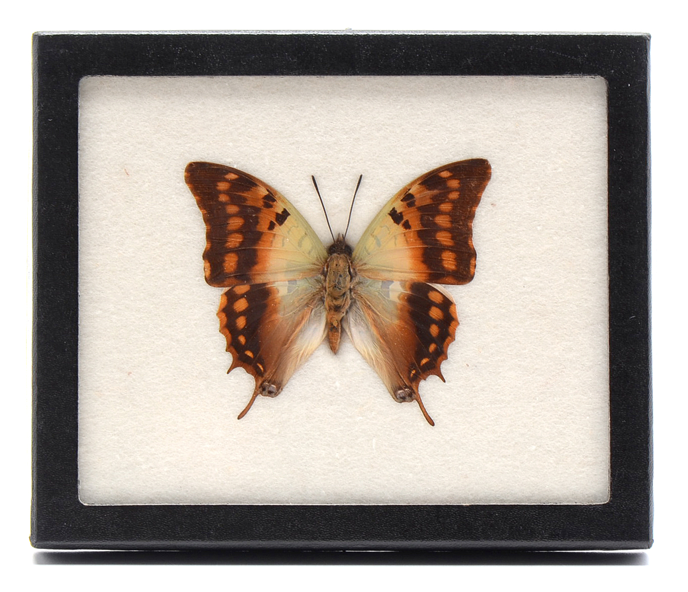 Three Exotic Butterfly Specimens Mounted Under Glass