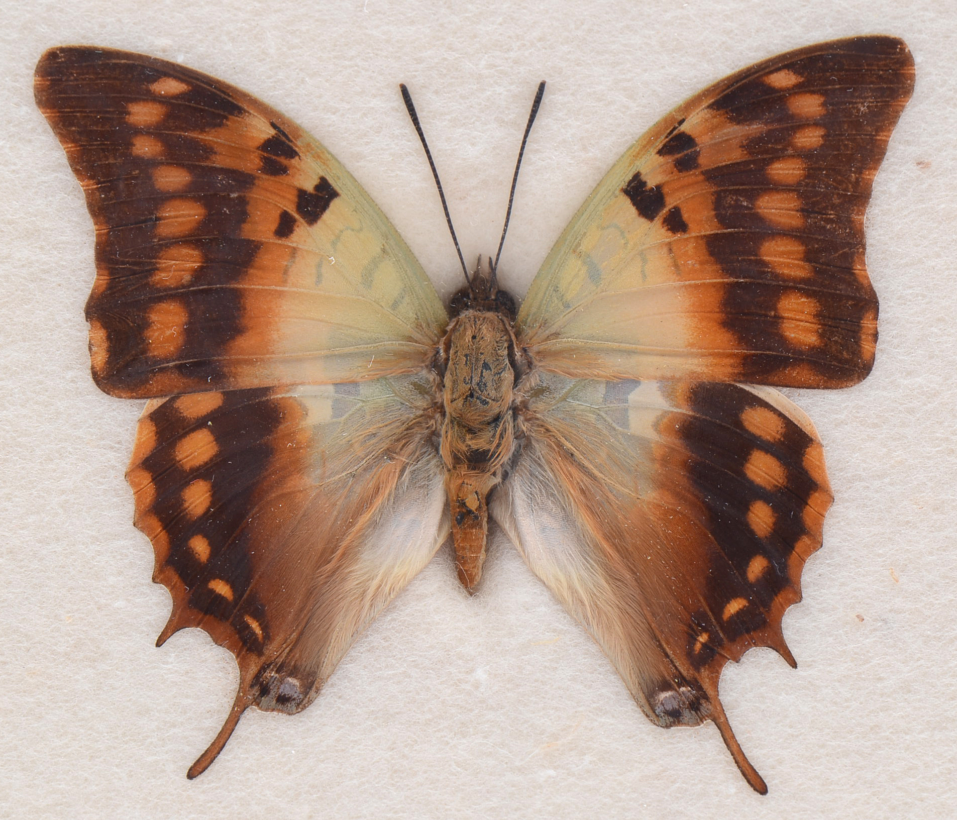 Three Exotic Butterfly Specimens Mounted Under Glass