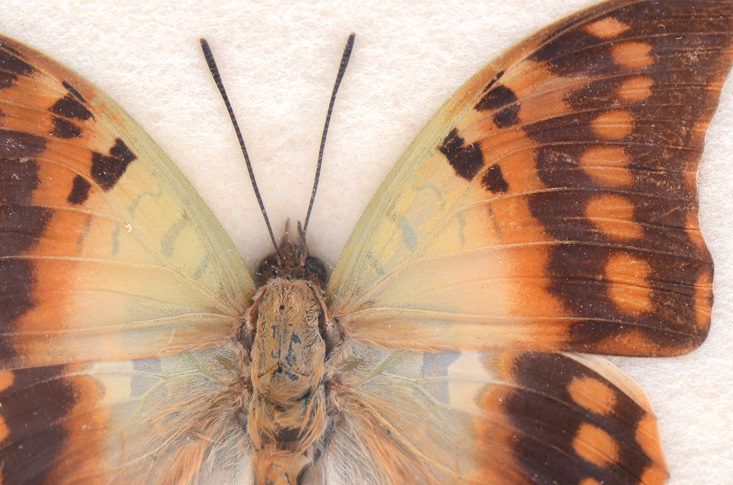 Three Exotic Butterfly Specimens Mounted Under Glass