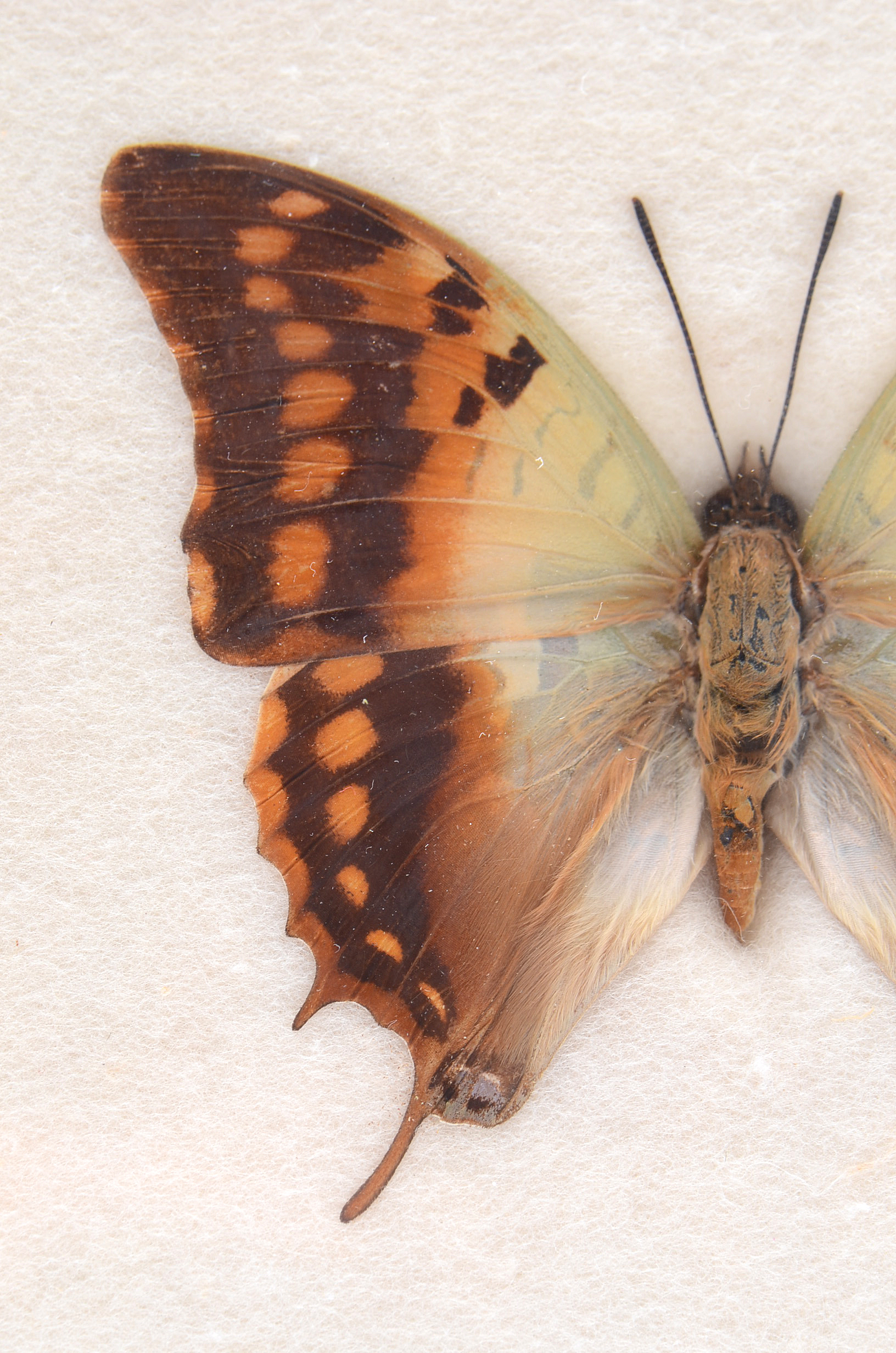 Three Exotic Butterfly Specimens Mounted Under Glass