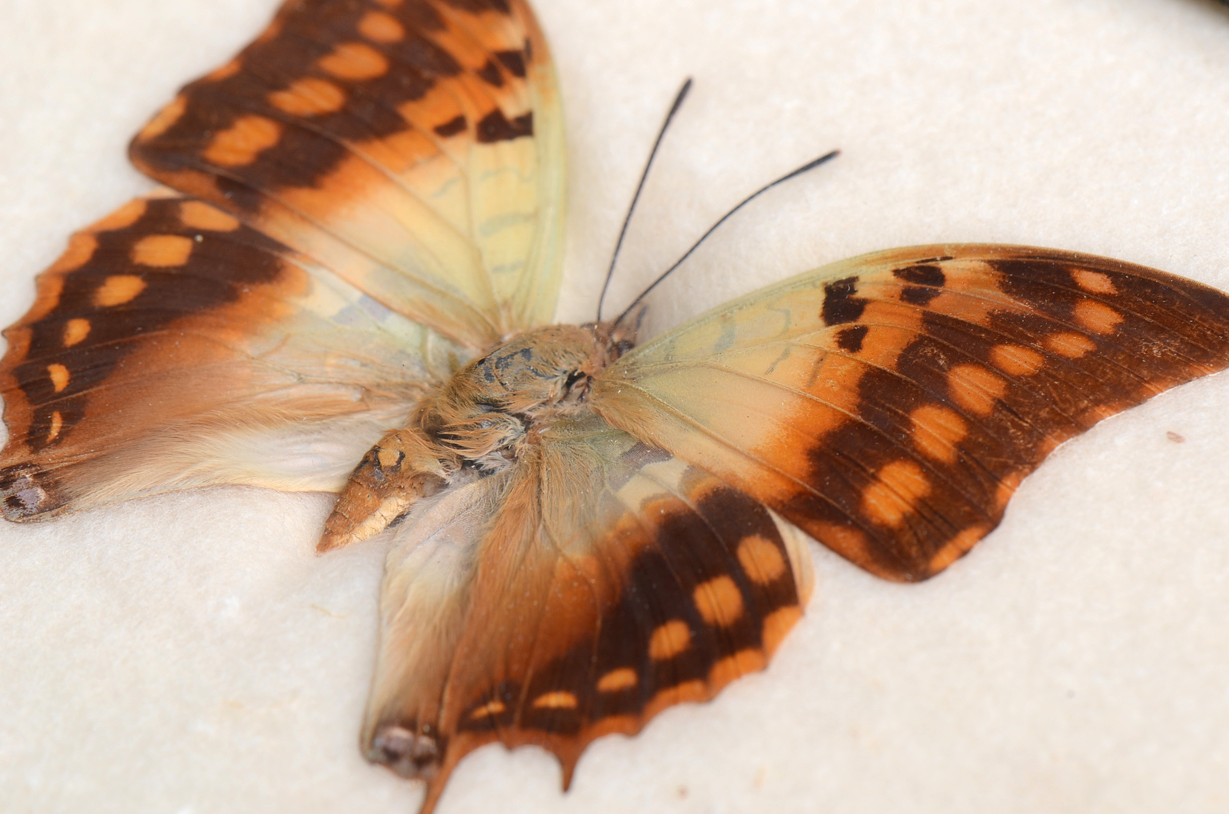 Three Exotic Butterfly Specimens Mounted Under Glass