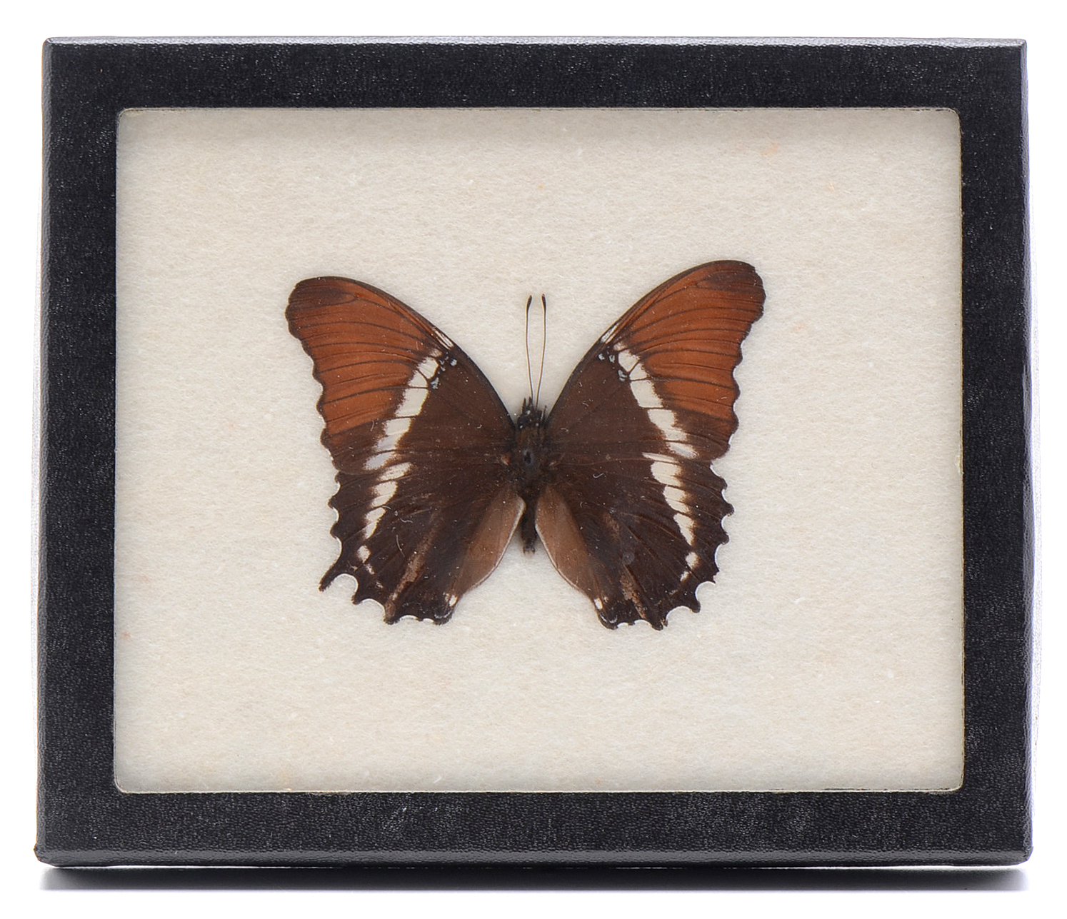 Three Exotic Butterfly Specimens Mounted Under Glass
