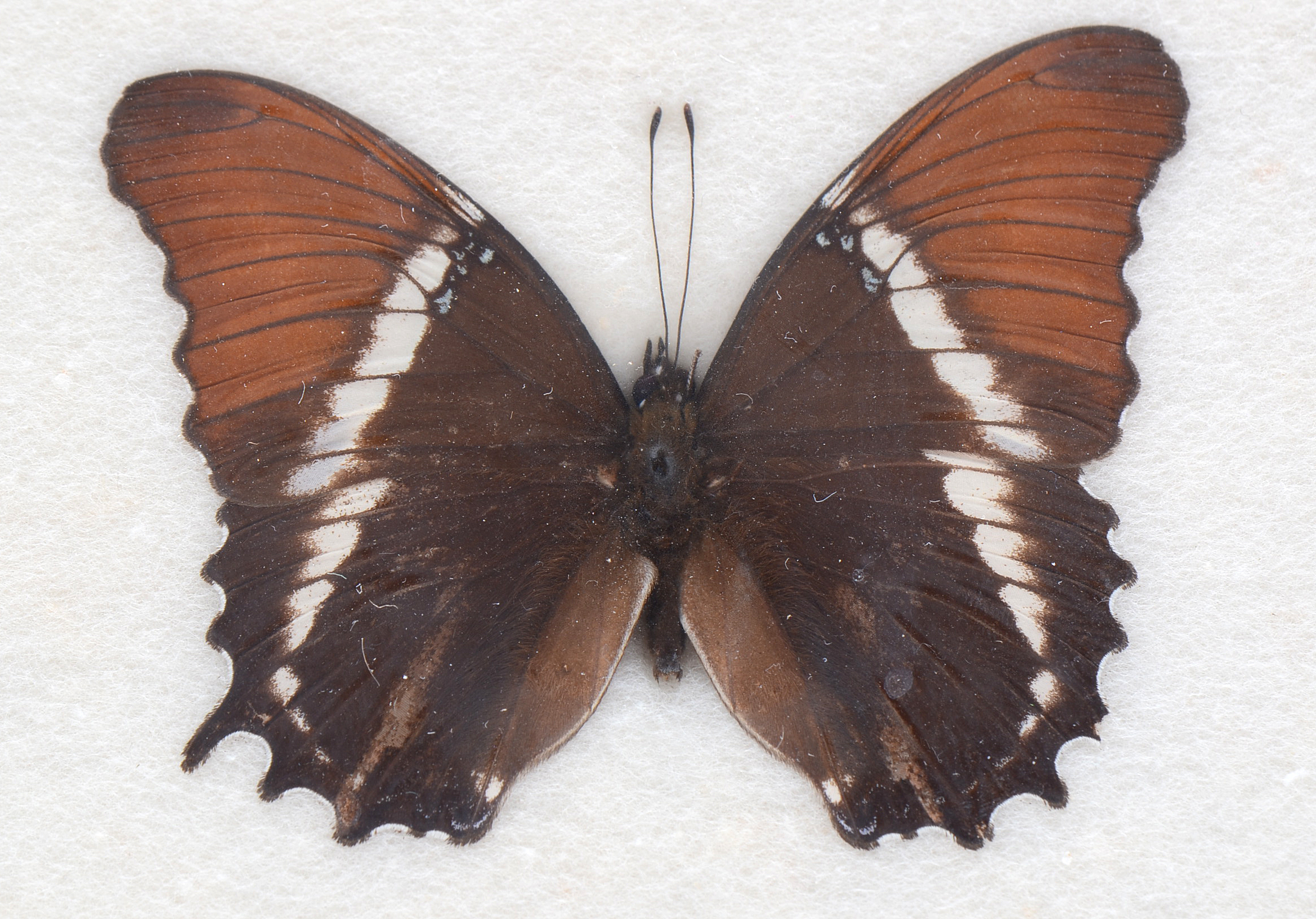 Three Exotic Butterfly Specimens Mounted Under Glass