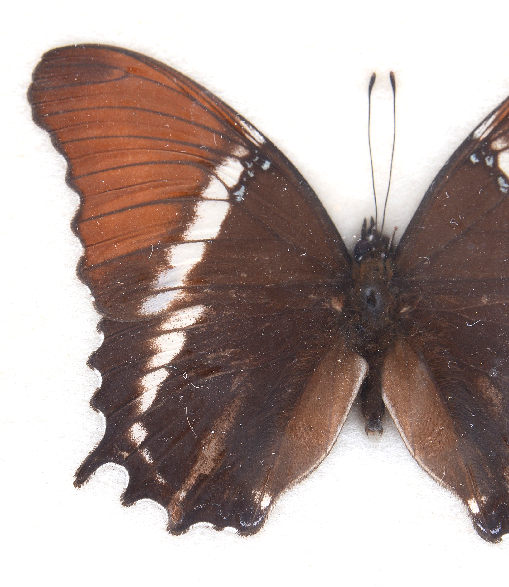 Three Exotic Butterfly Specimens Mounted Under Glass