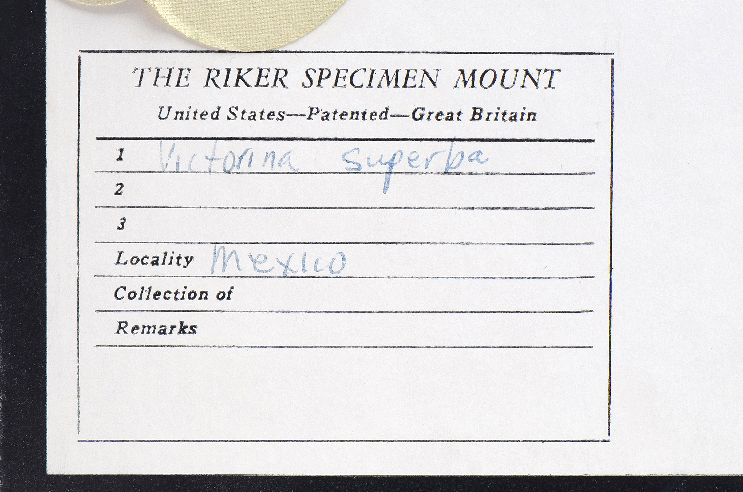 Three Exotic Butterfly Specimens Mounted Under Glass