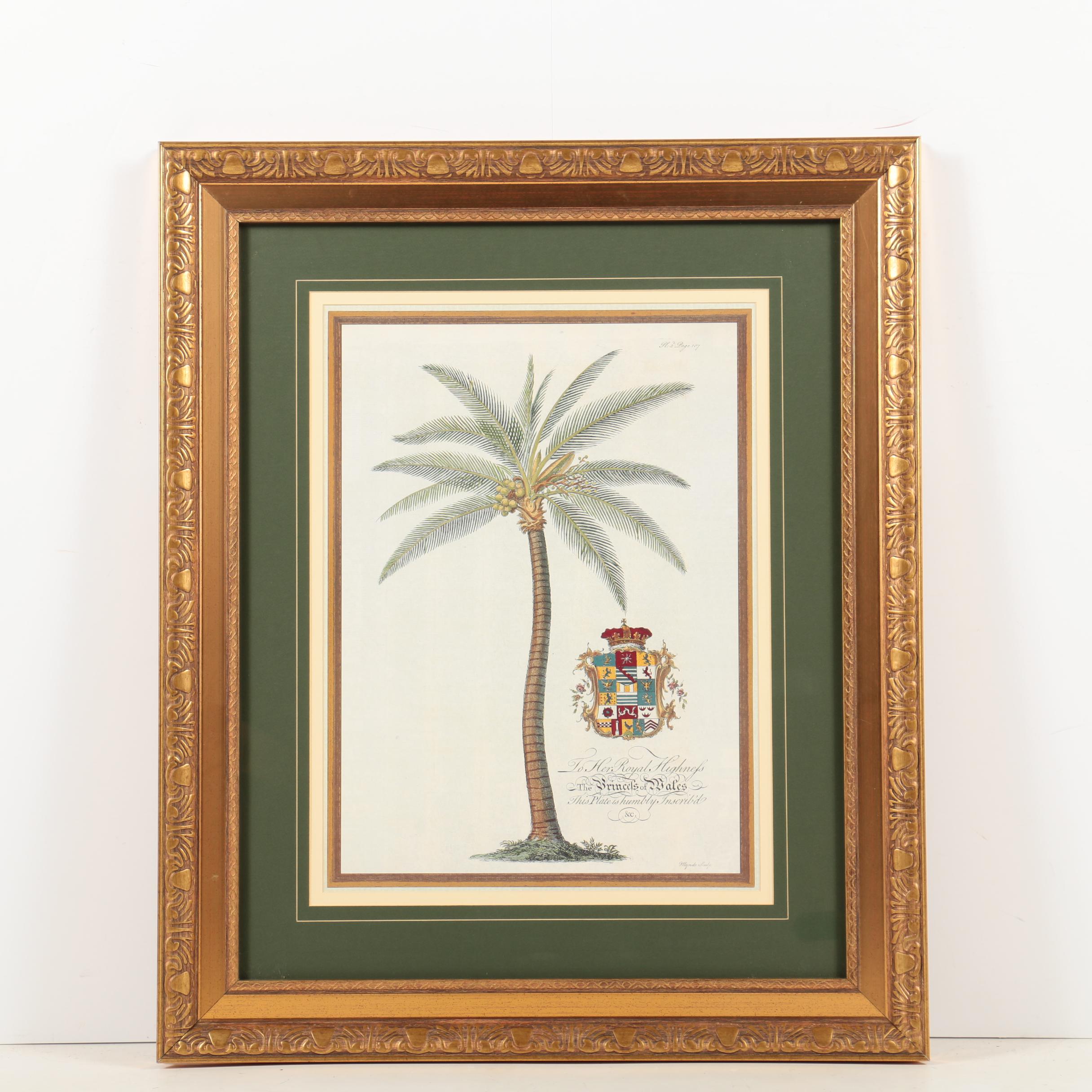 Reproduction Print on Paper After Georg Dionysius Ehret "Coconut Palm"