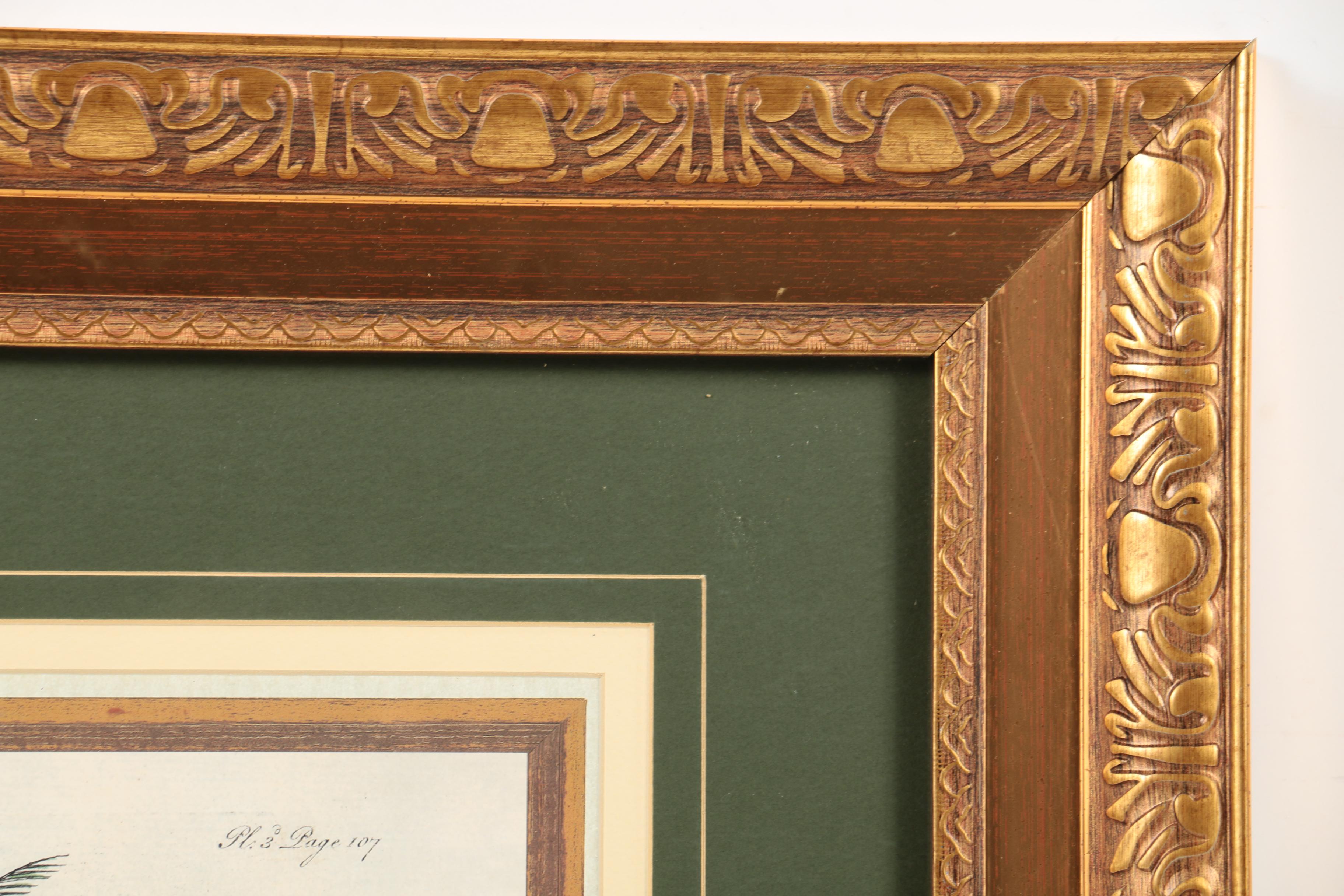 Reproduction Print on Paper After Georg Dionysius Ehret "Coconut Palm"