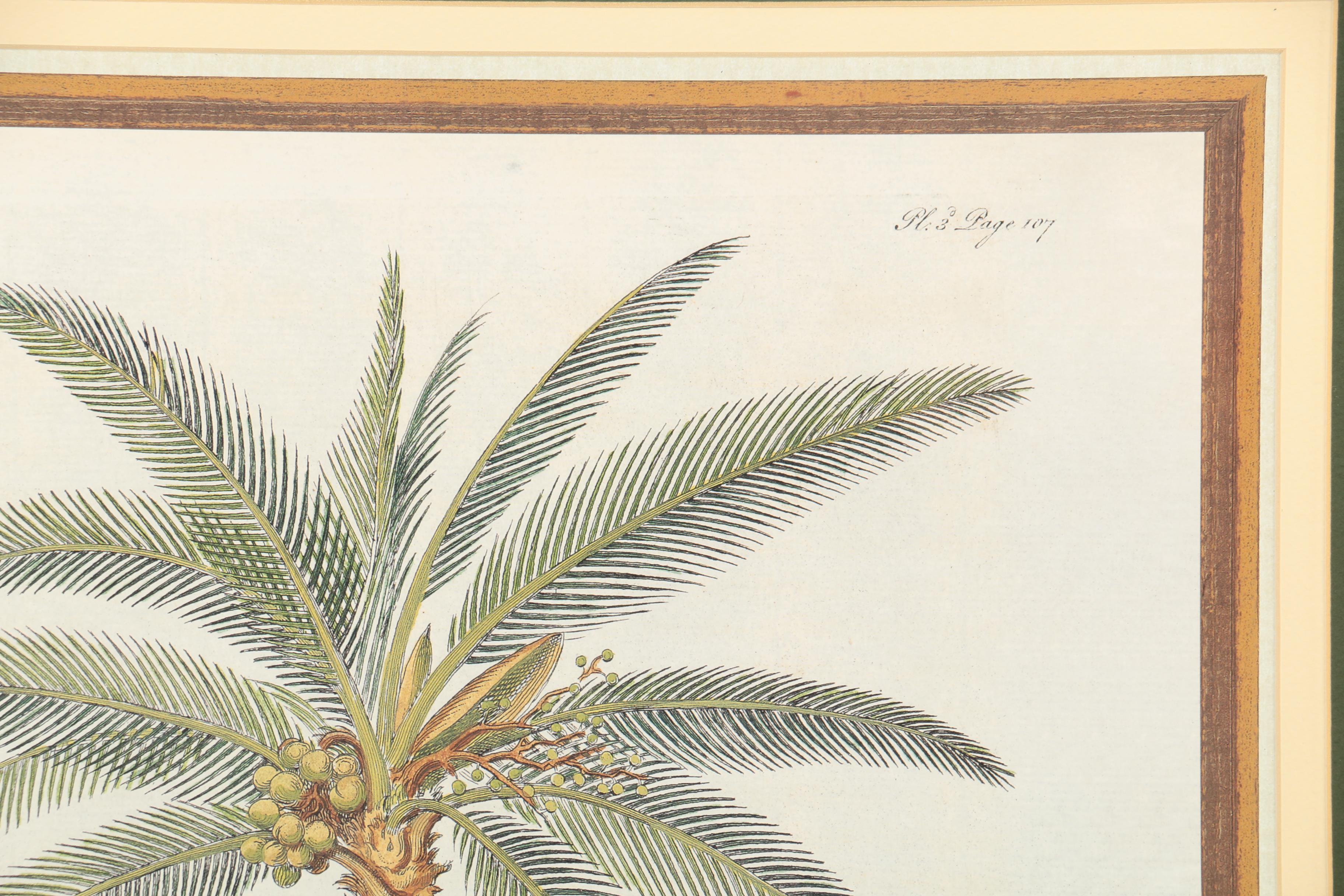 Reproduction Print on Paper After Georg Dionysius Ehret "Coconut Palm"
