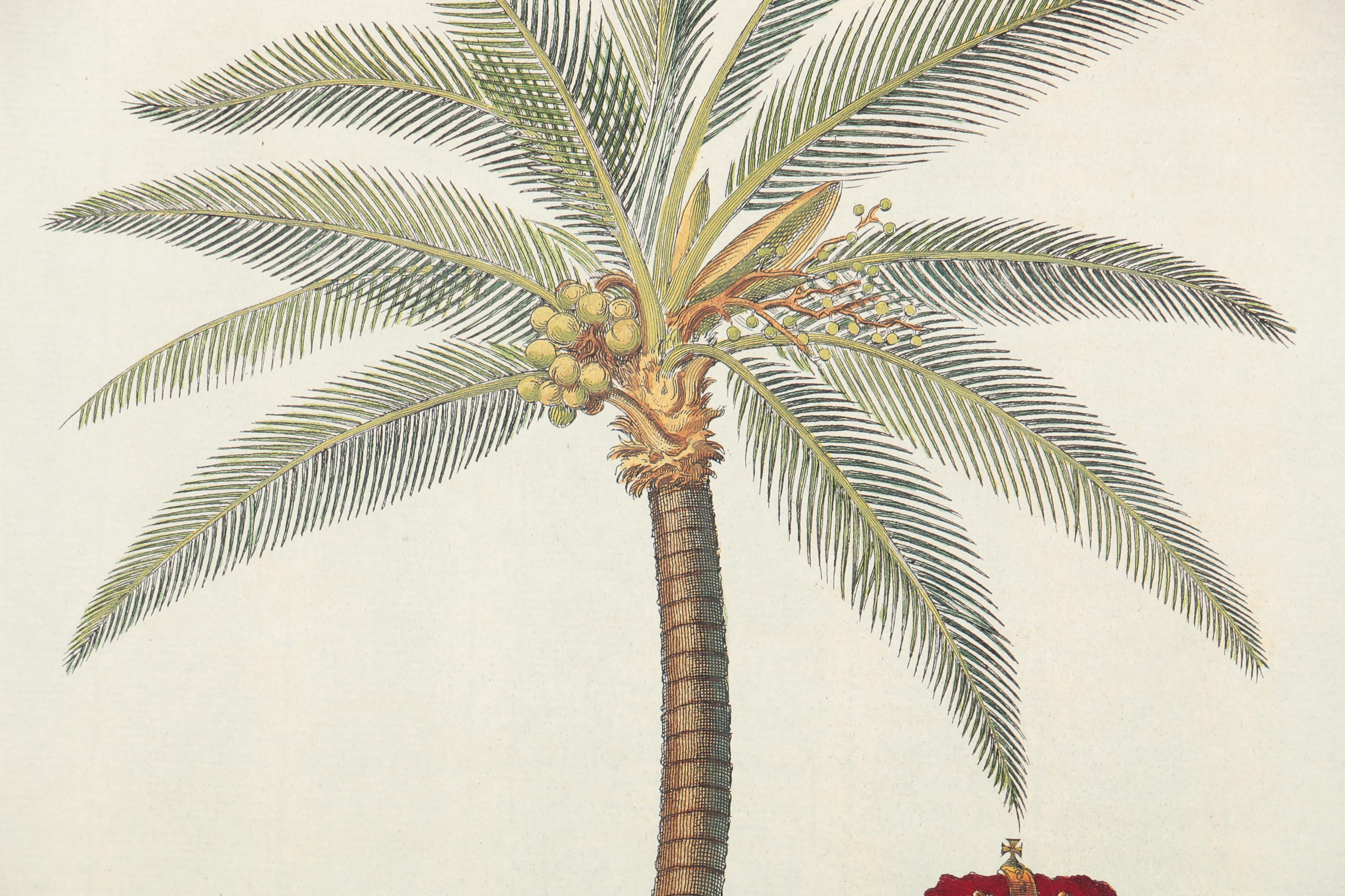 Reproduction Print on Paper After Georg Dionysius Ehret "Coconut Palm"