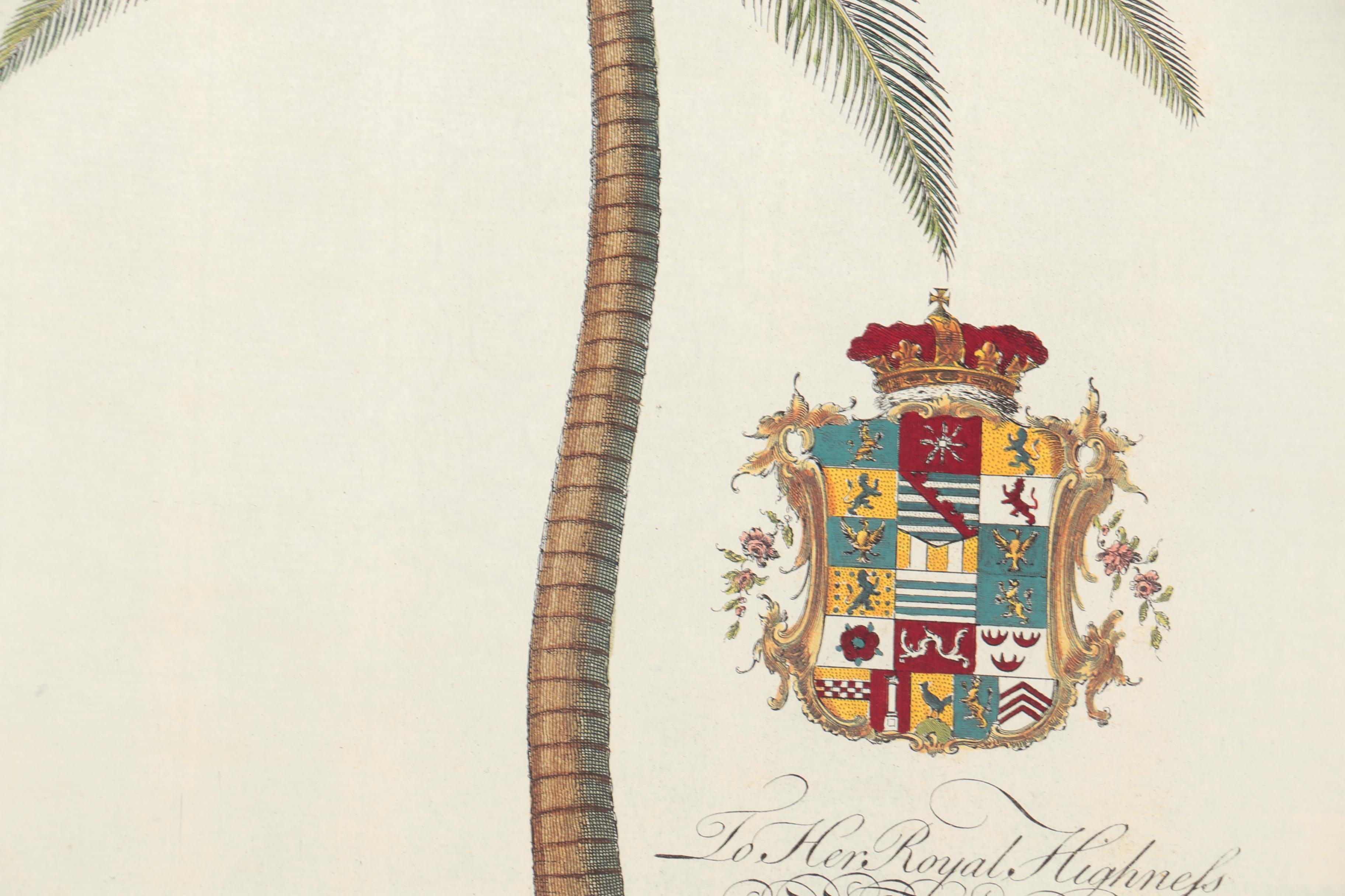 Reproduction Print on Paper After Georg Dionysius Ehret "Coconut Palm"