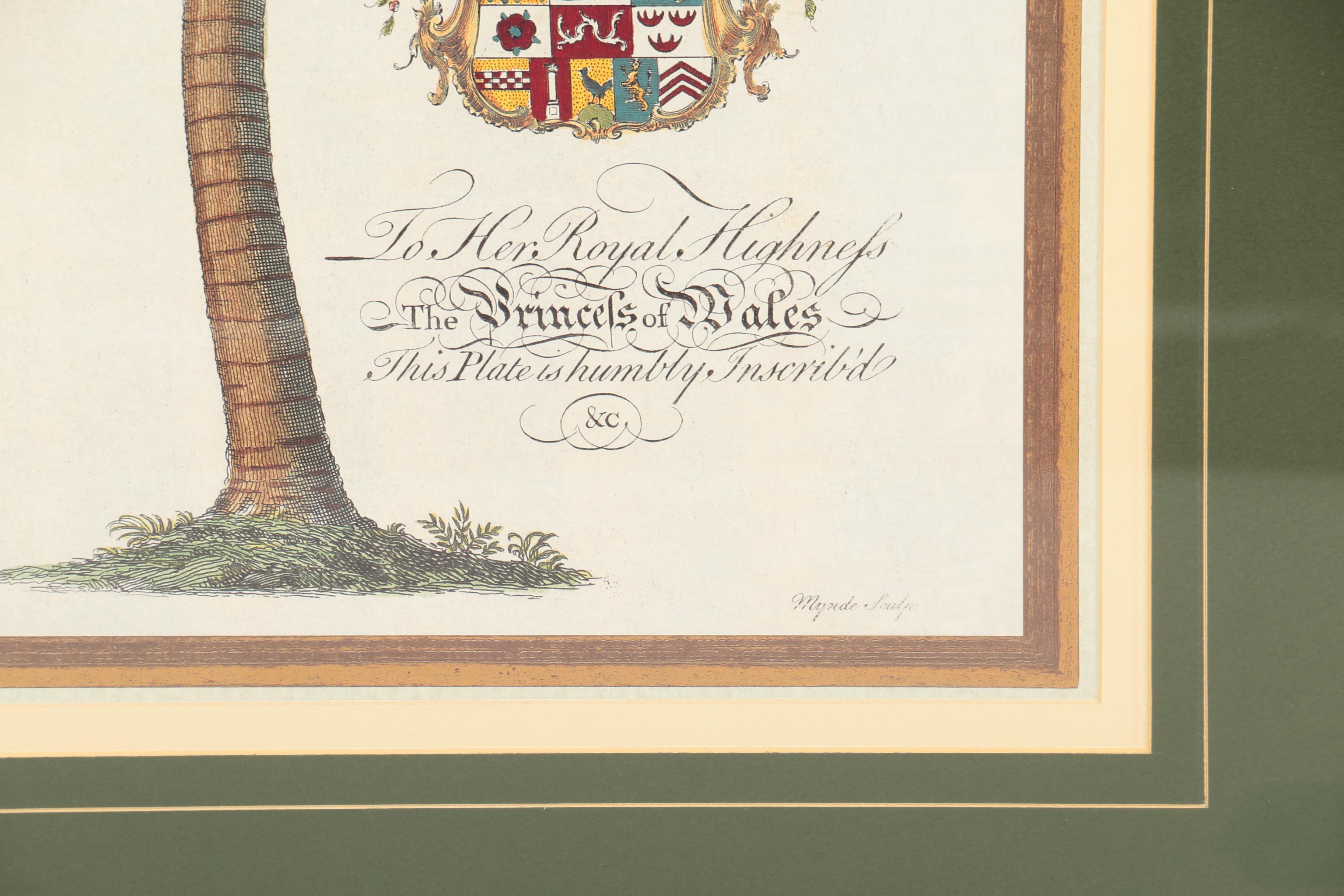 Reproduction Print on Paper After Georg Dionysius Ehret "Coconut Palm"