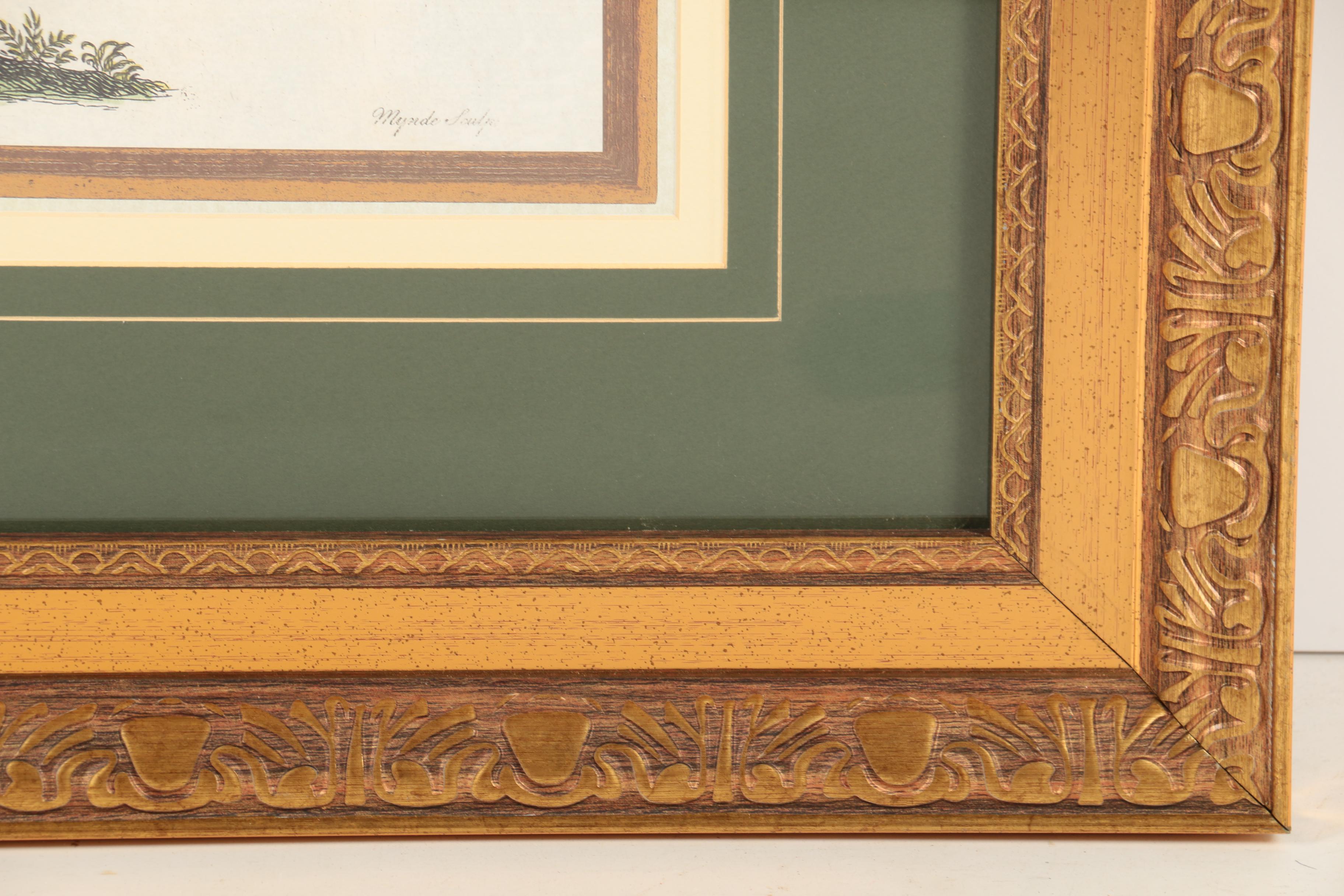 Reproduction Print on Paper After Georg Dionysius Ehret "Coconut Palm"