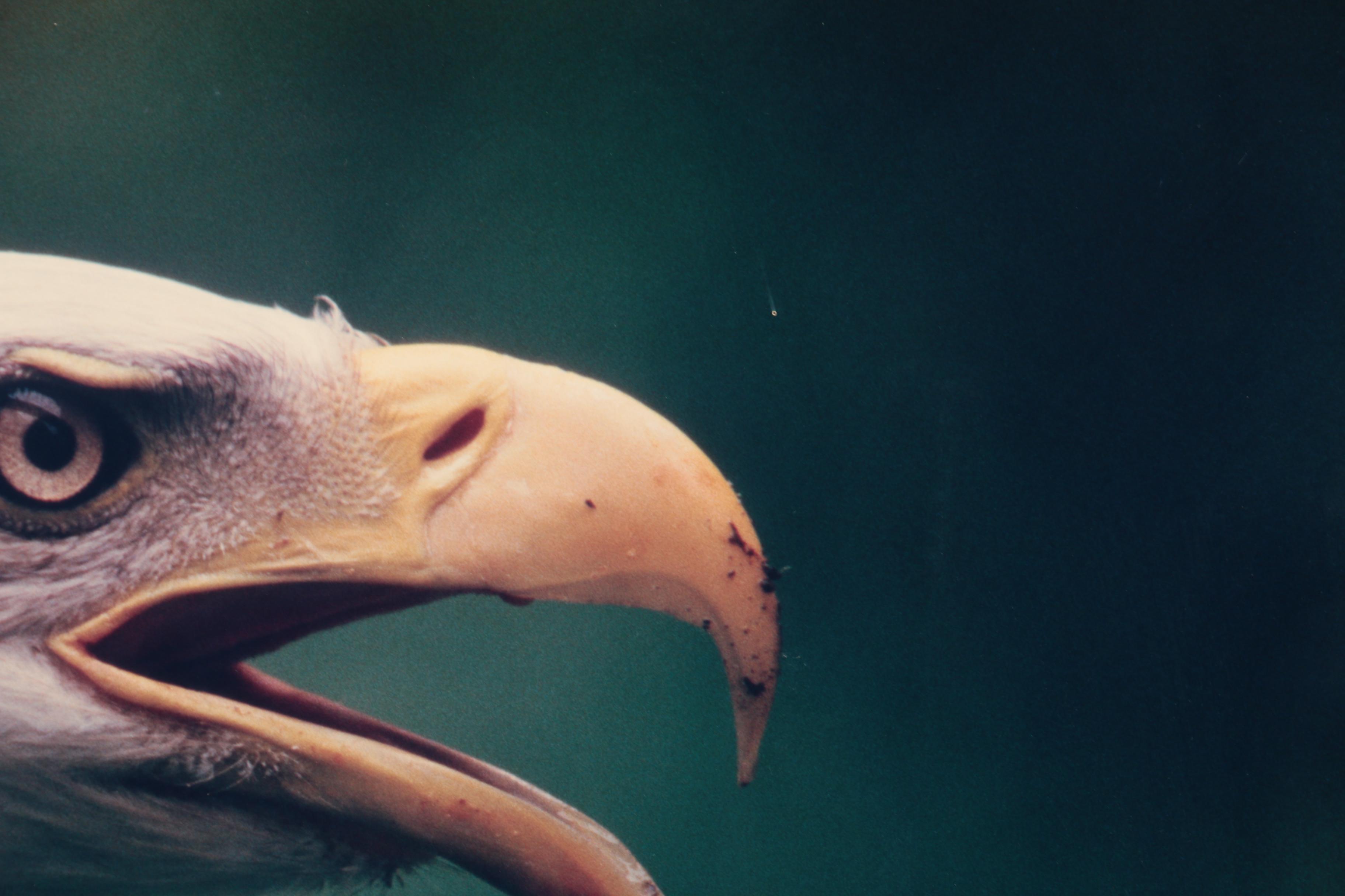Thomas D. Mangelsen Limited Edition Color Photograph of a Bald Eagle