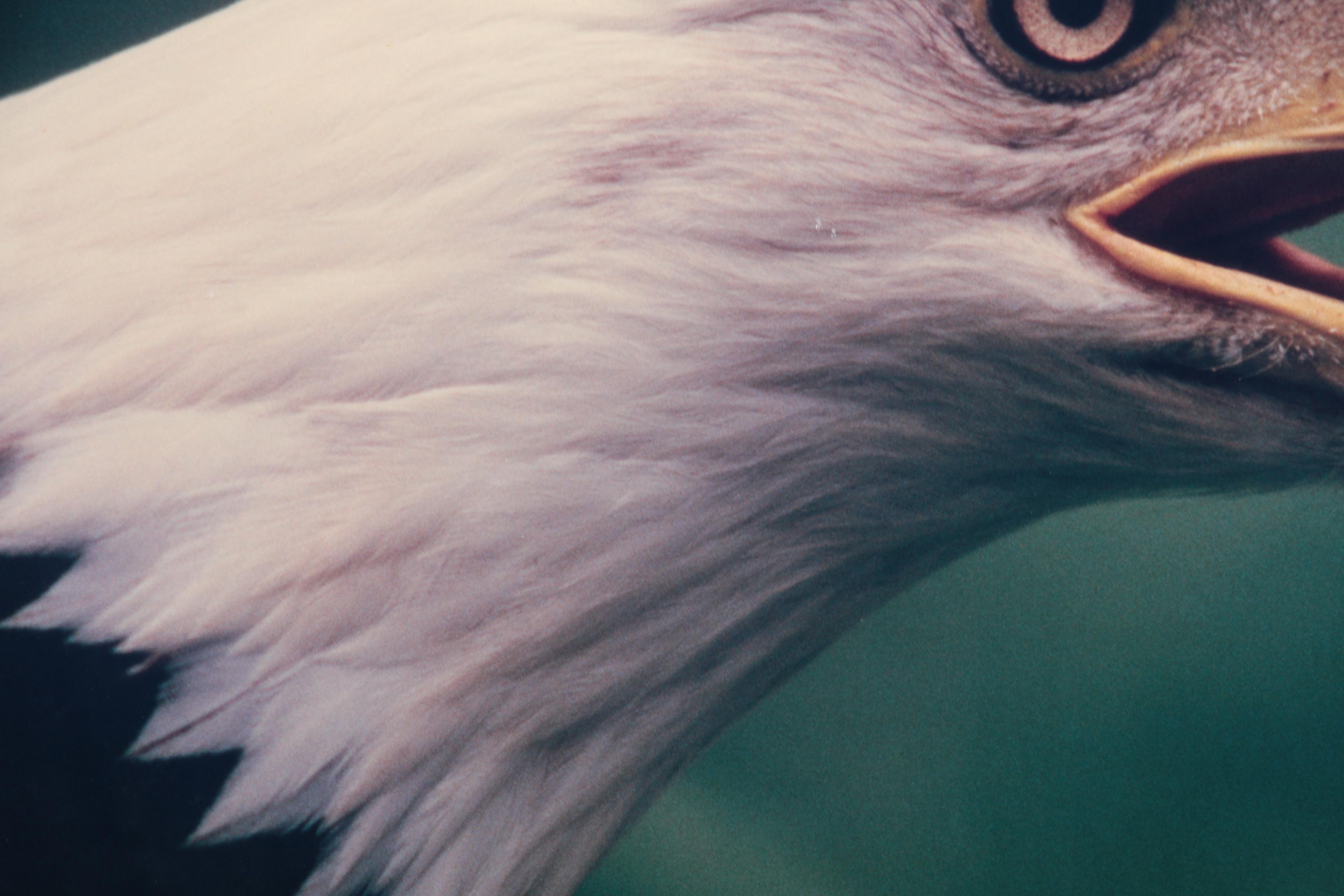 Thomas D. Mangelsen Limited Edition Color Photograph of a Bald Eagle
