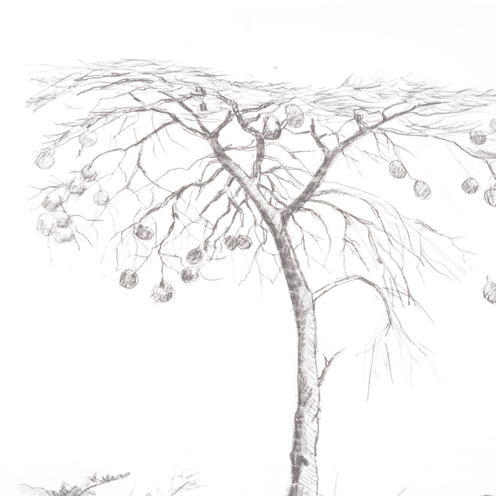 1973 "Ray Harm's African Sketchbook"