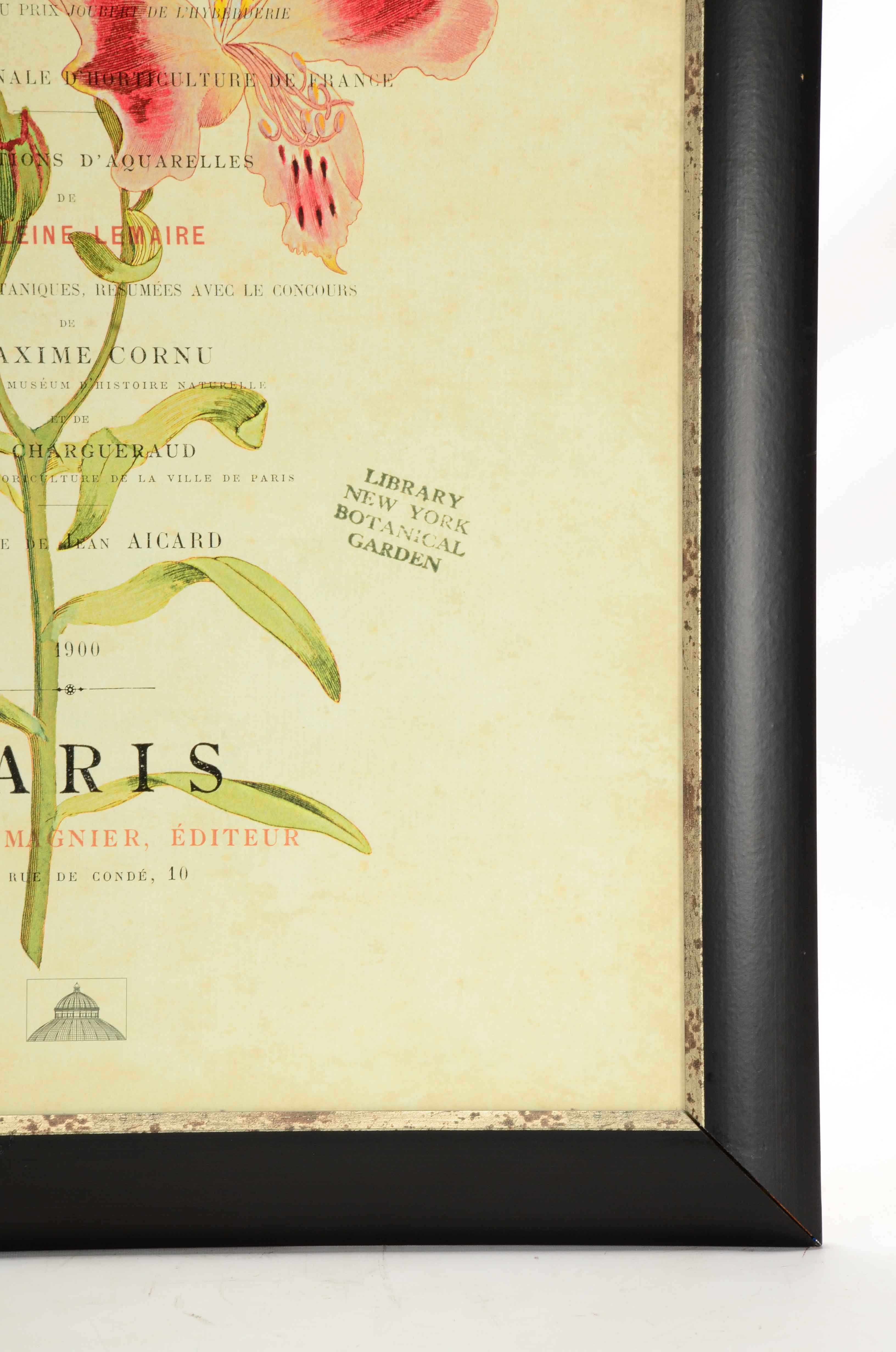 Offset Lithograph on Paperboard of Botanical Illustration