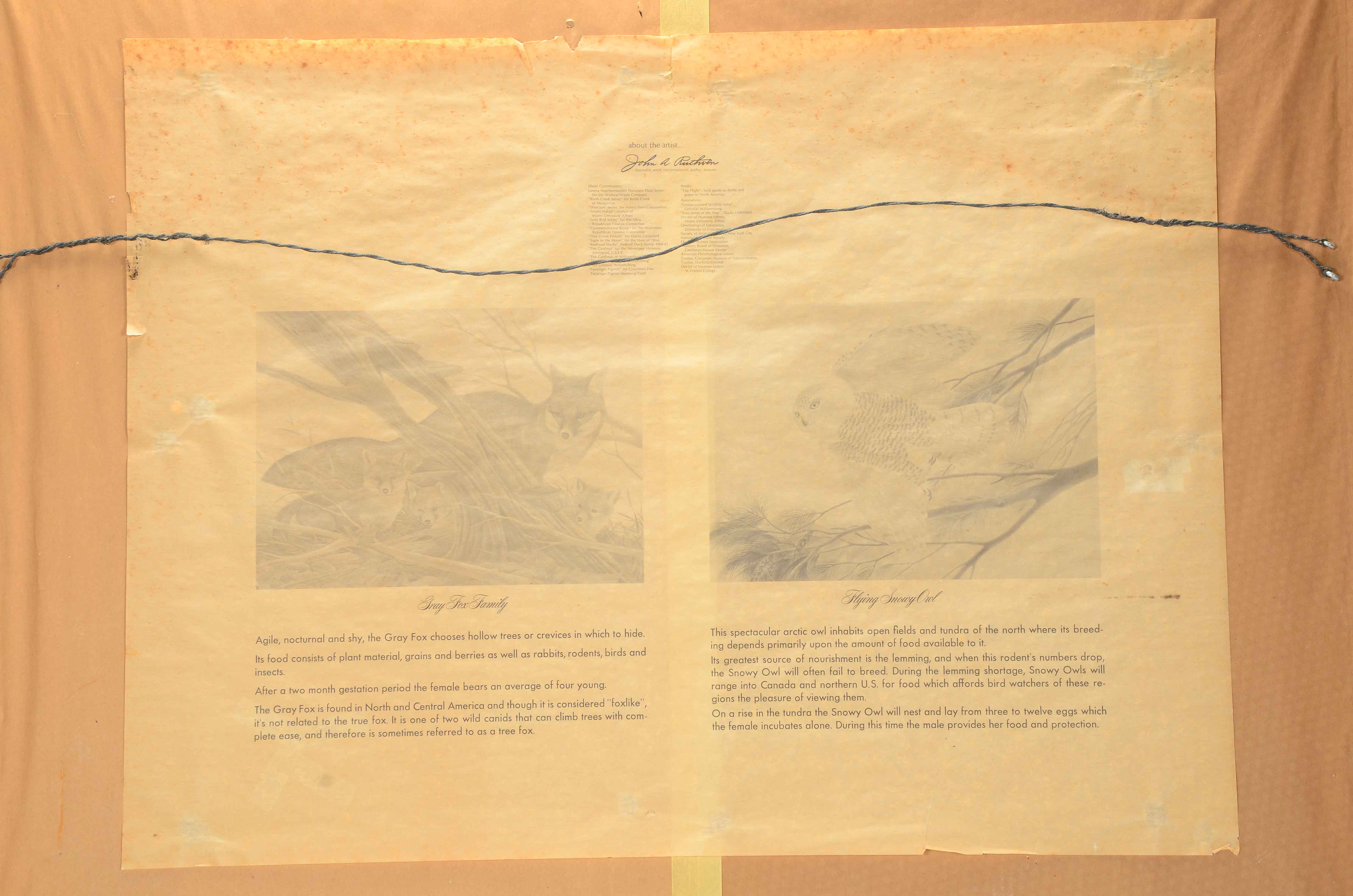 John Ruthven Signed Limited Edition Offset Lithograph "Gray Fox Family"