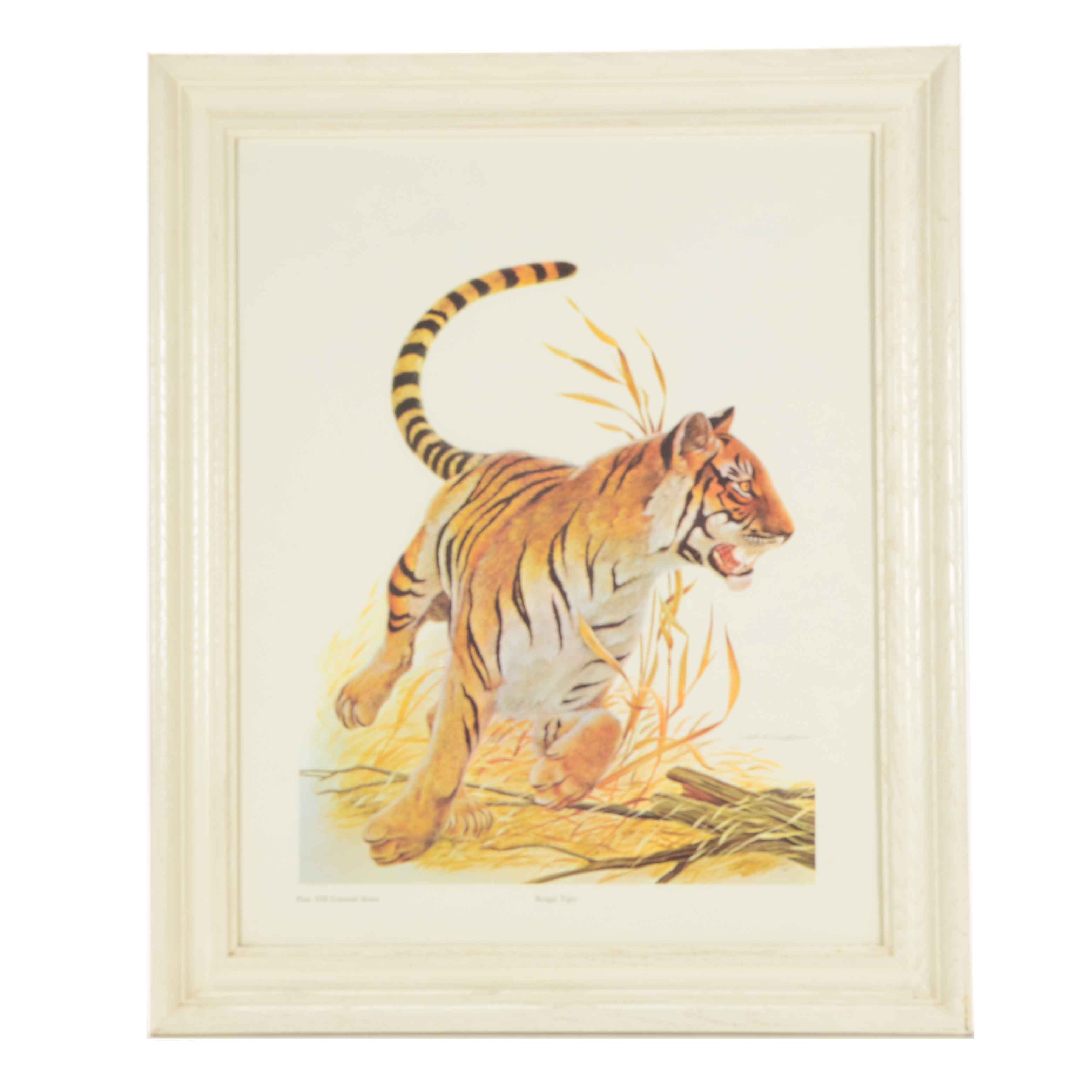 Offset Lithograph on Paper after John Ruthven "Bengal Tiger"