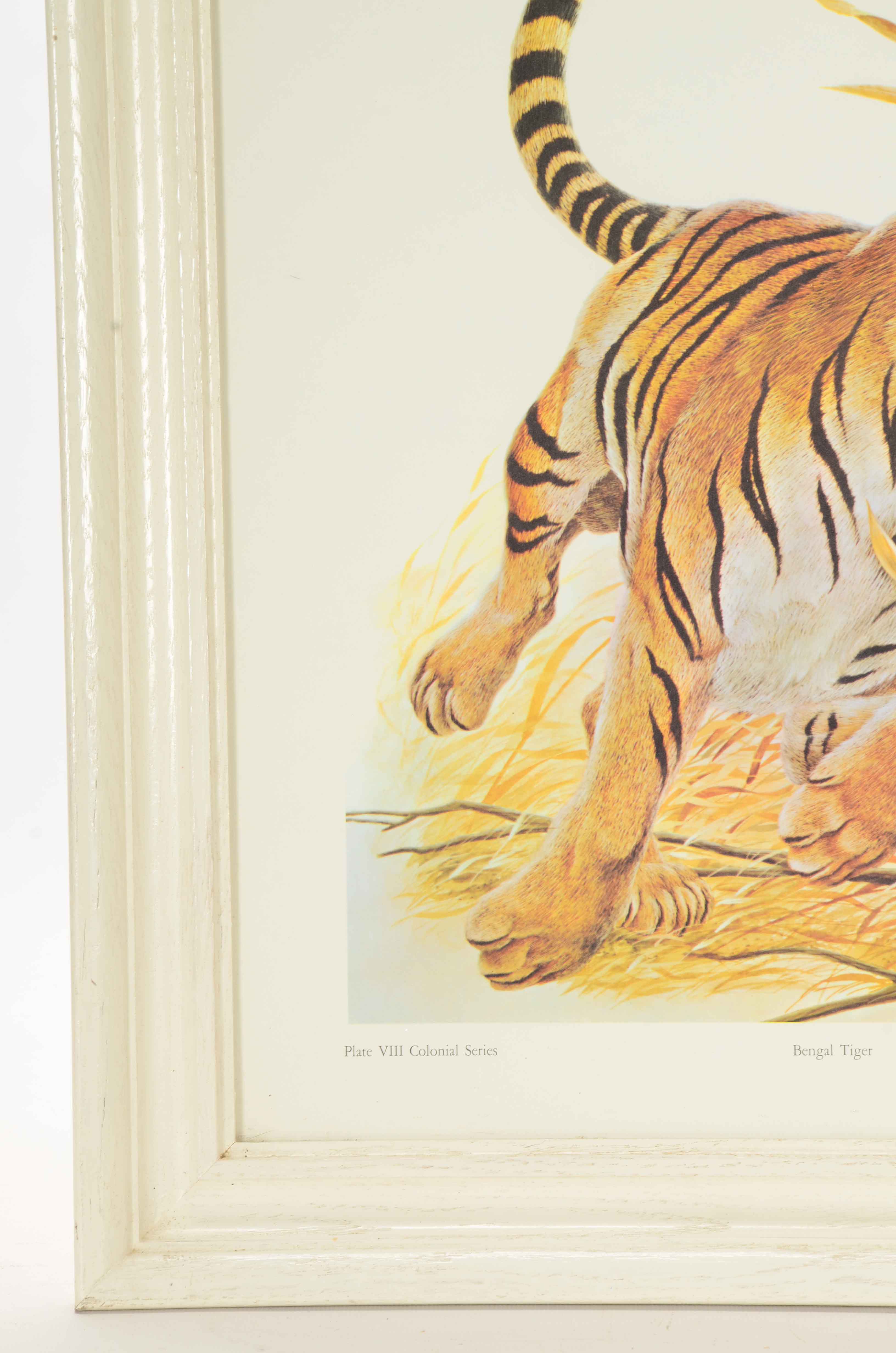 Offset Lithograph on Paper after John Ruthven "Bengal Tiger"