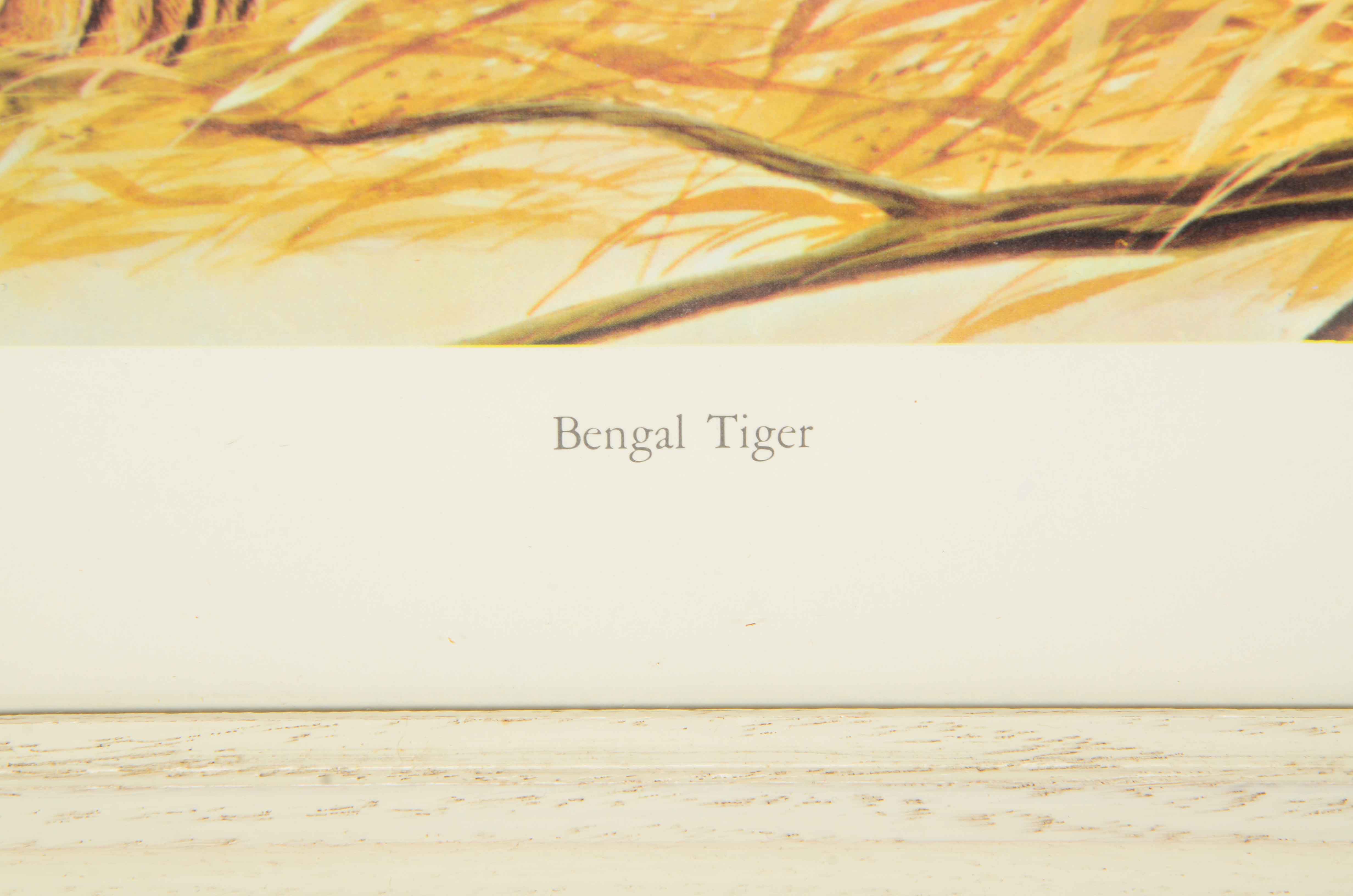 Offset Lithograph on Paper after John Ruthven "Bengal Tiger"