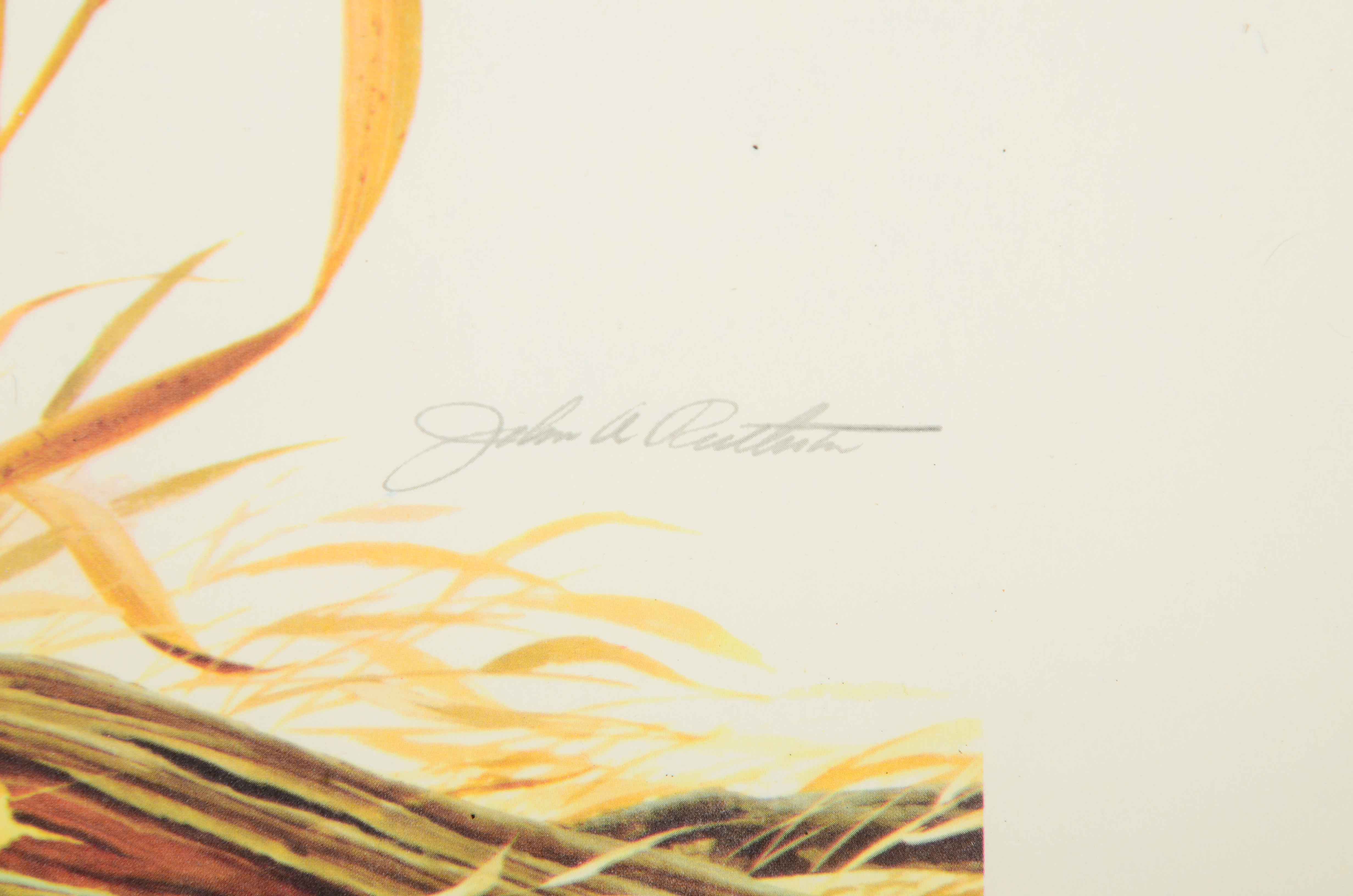 Offset Lithograph on Paper after John Ruthven "Bengal Tiger"