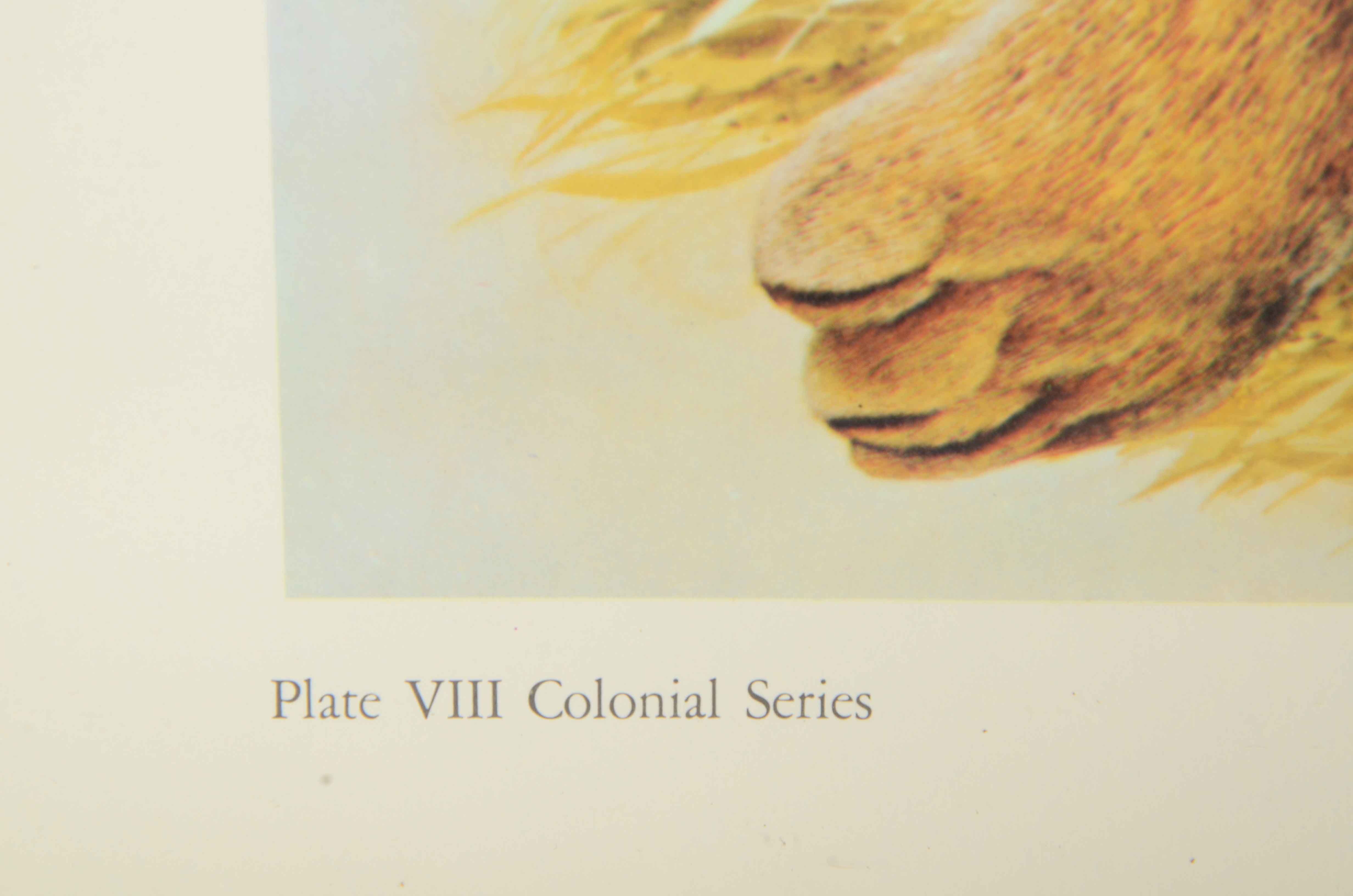 Offset Lithograph on Paper after John Ruthven "Bengal Tiger"