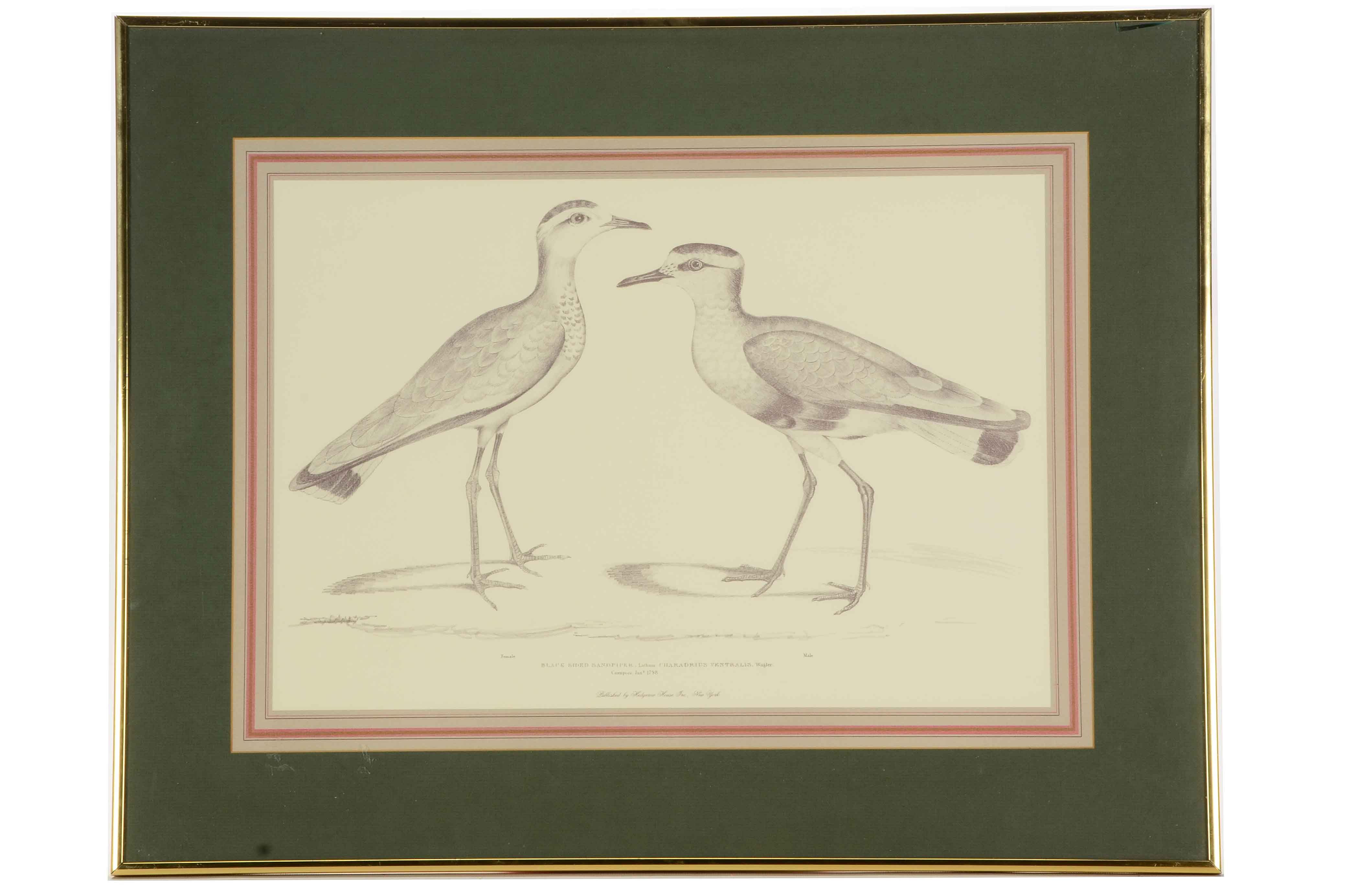 Pair of Offset Lithograph Prints of Birds