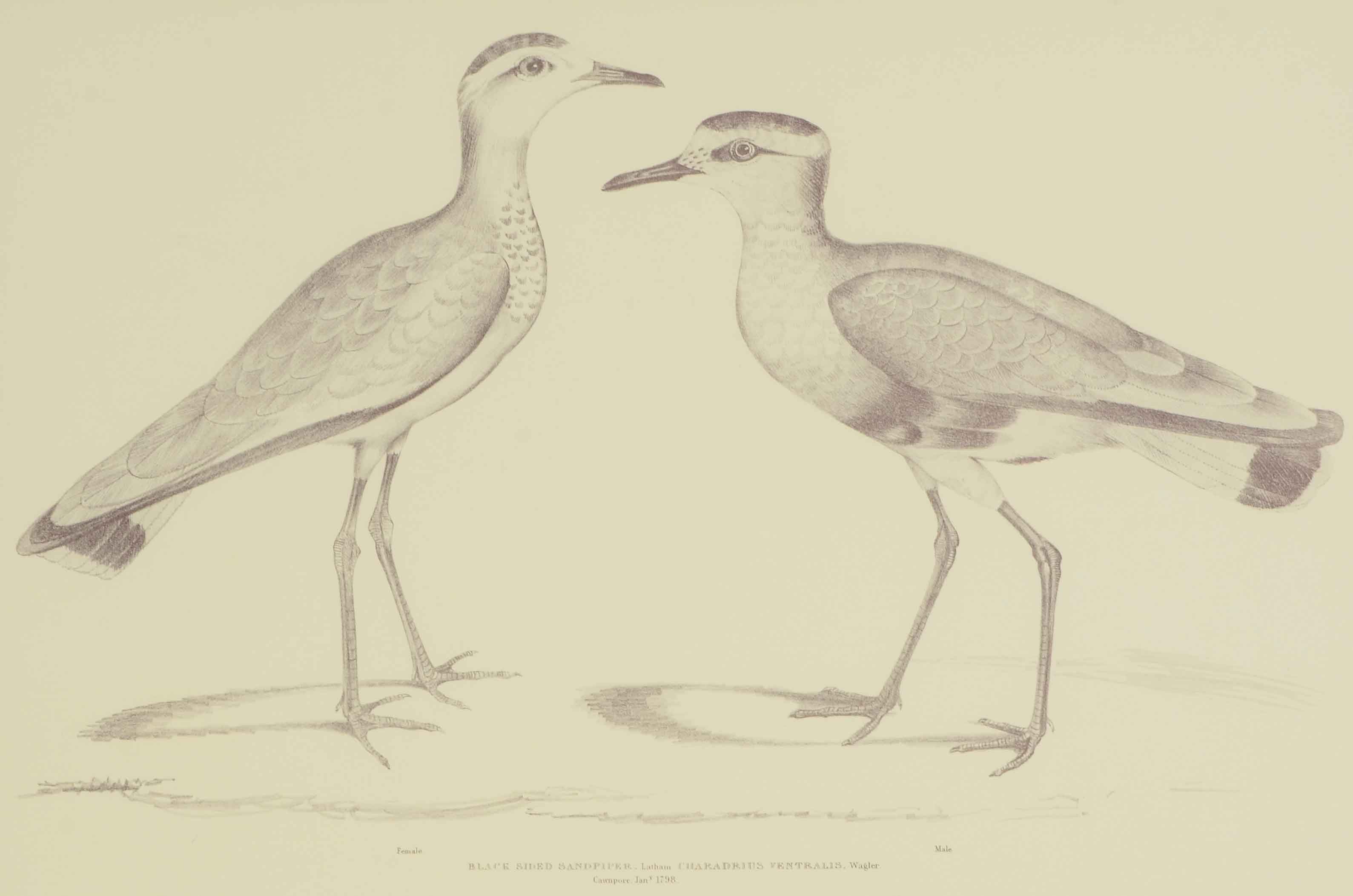 Pair of Offset Lithograph Prints of Birds