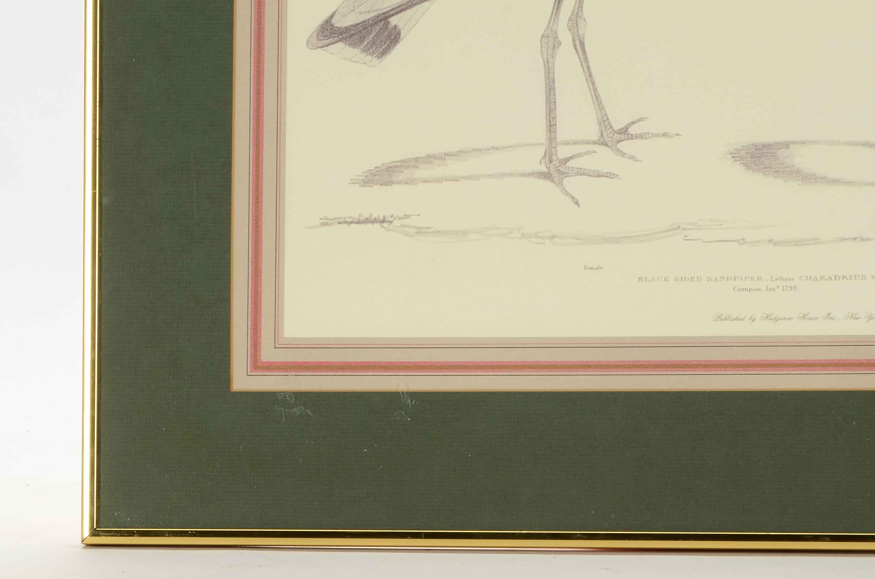 Pair of Offset Lithograph Prints of Birds