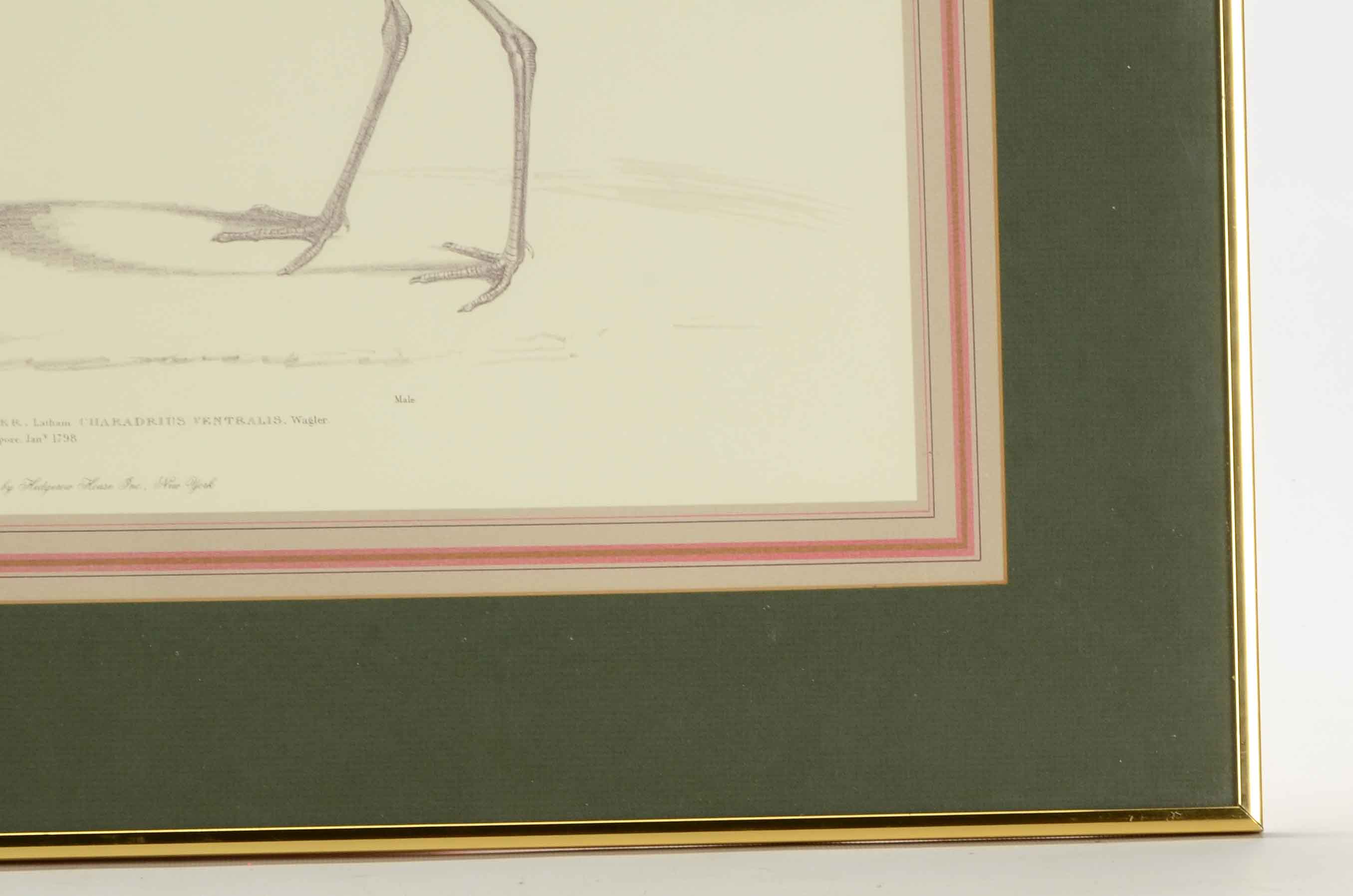 Pair of Offset Lithograph Prints of Birds