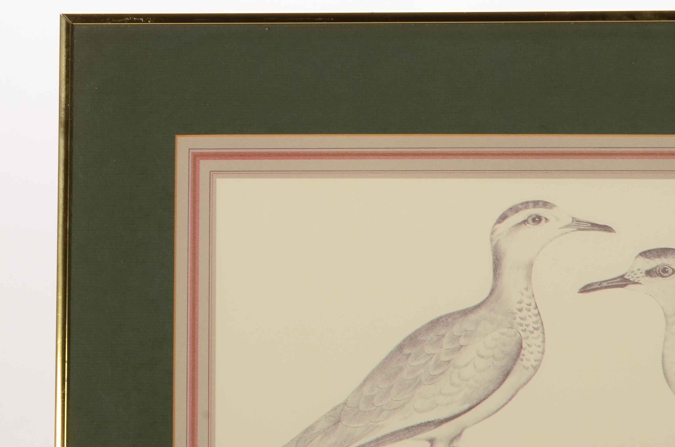 Pair of Offset Lithograph Prints of Birds