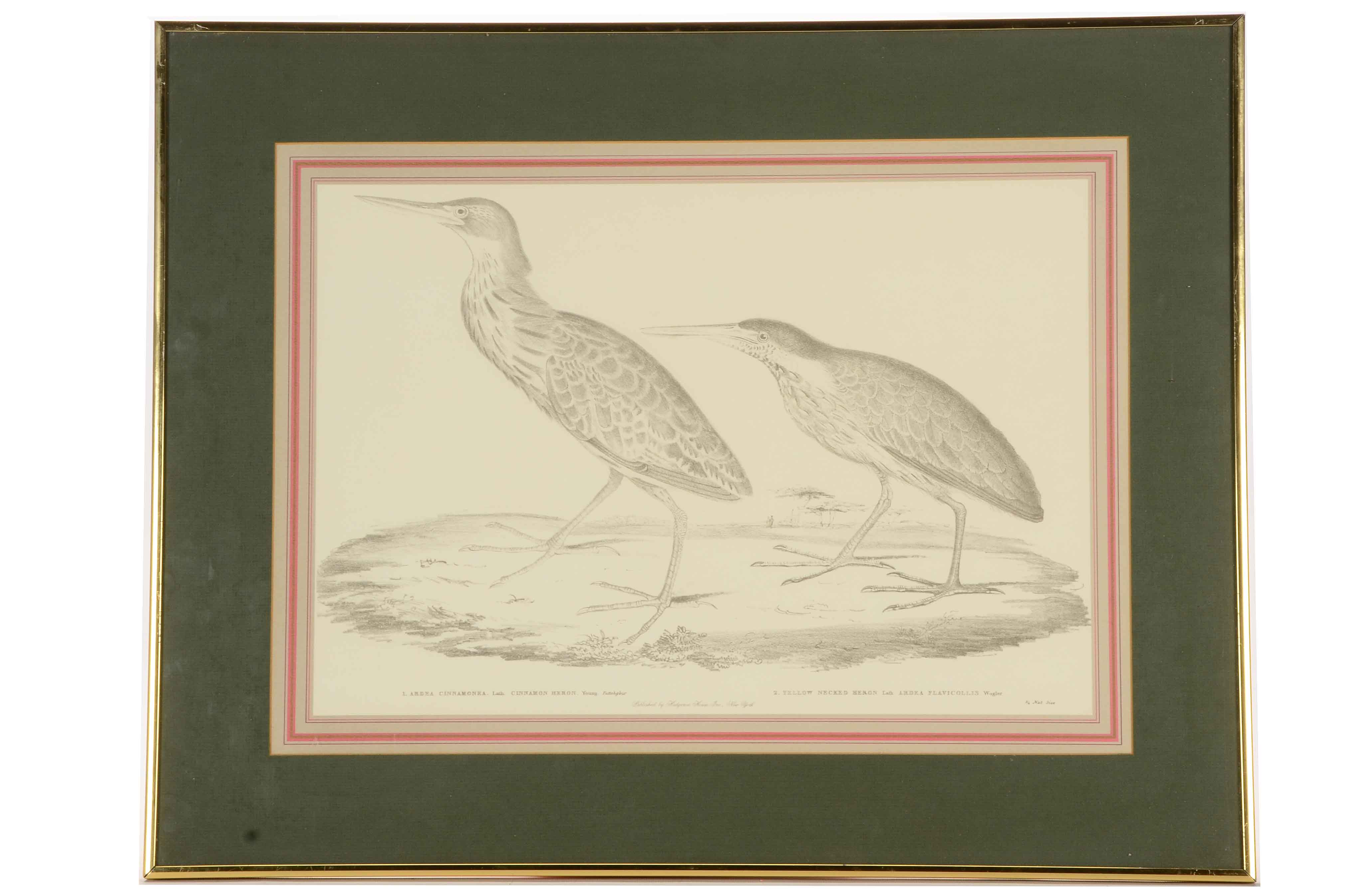 Pair of Offset Lithograph Prints of Birds