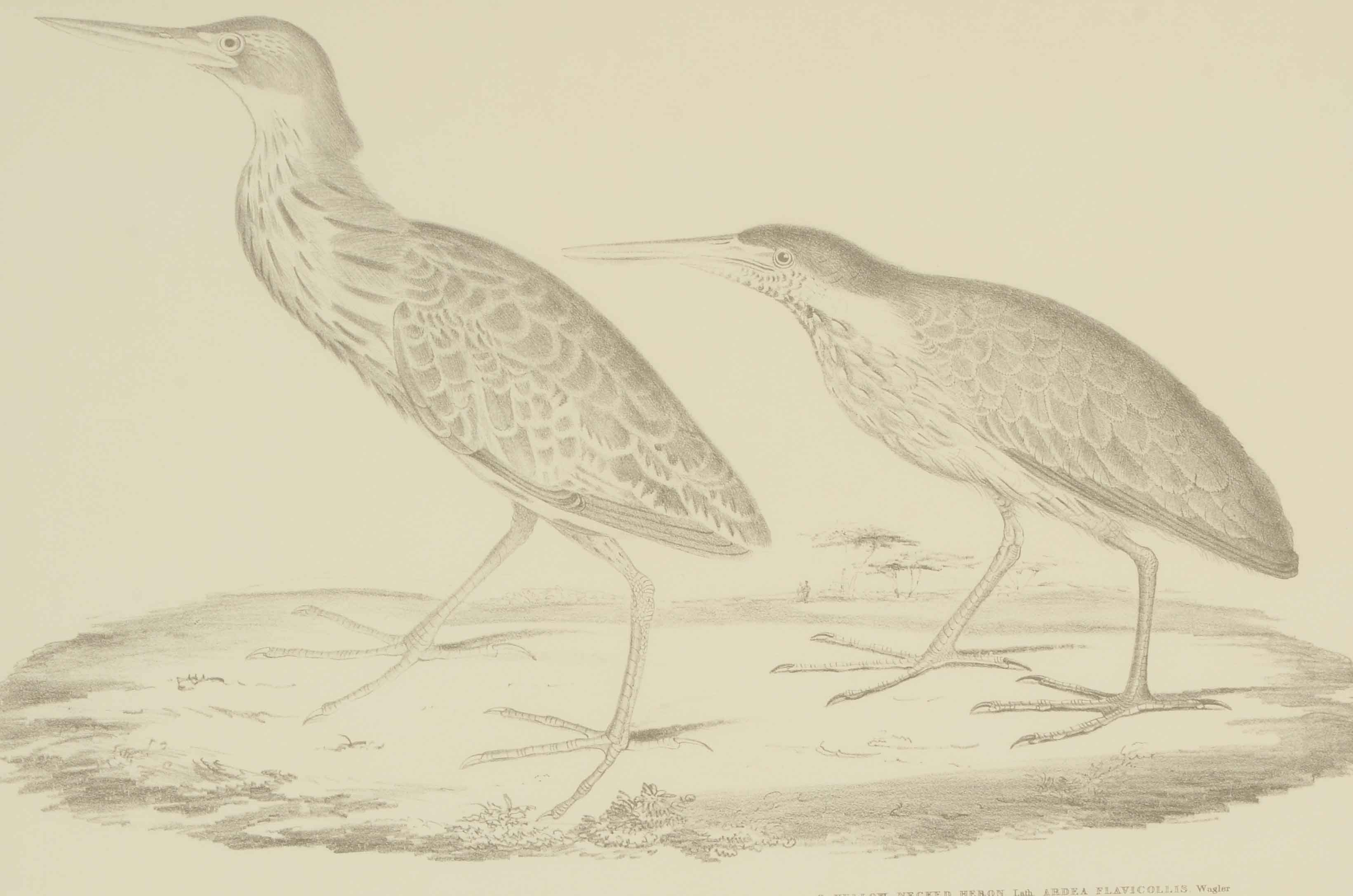 Pair of Offset Lithograph Prints of Birds