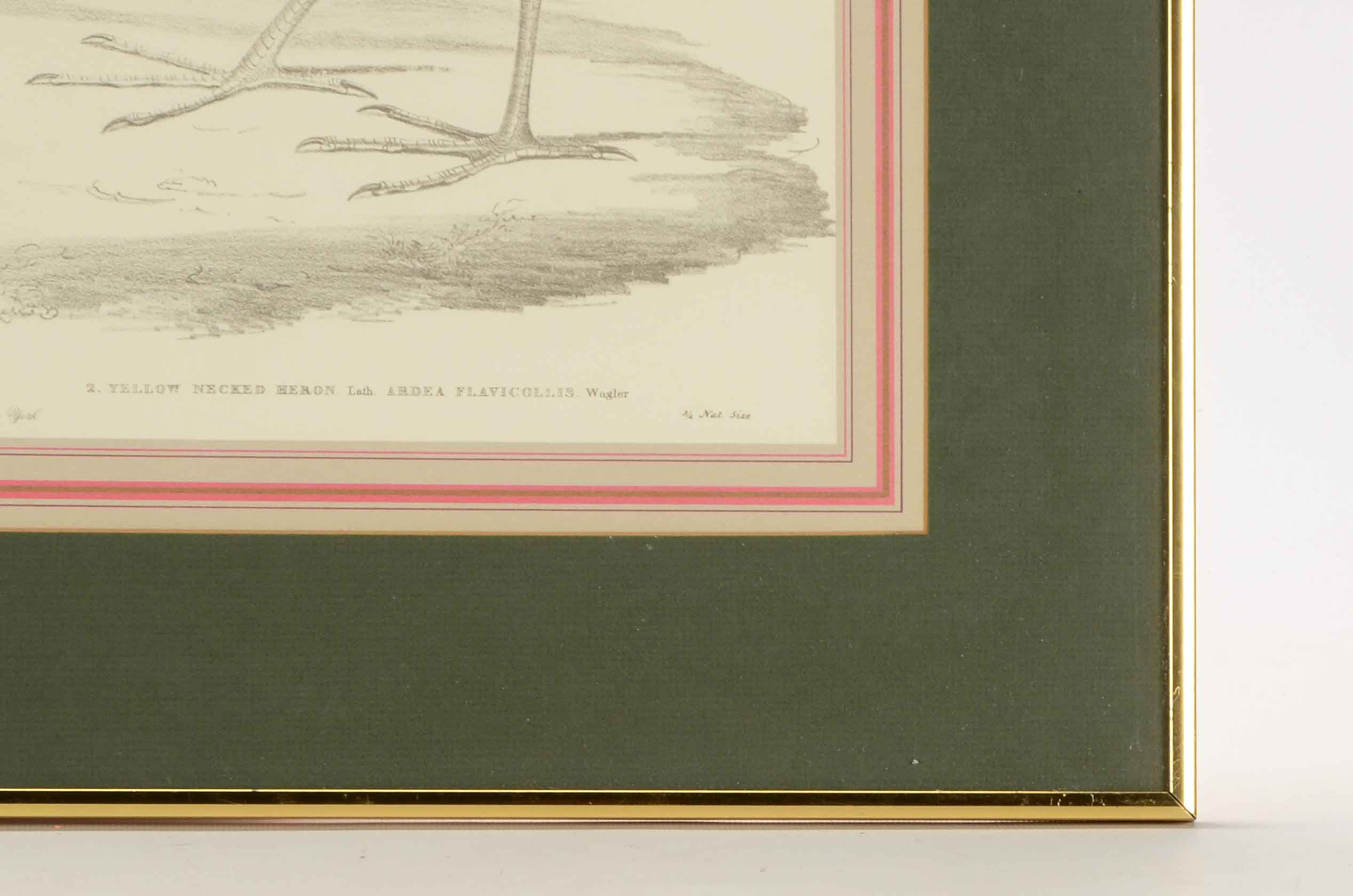 Pair of Offset Lithograph Prints of Birds