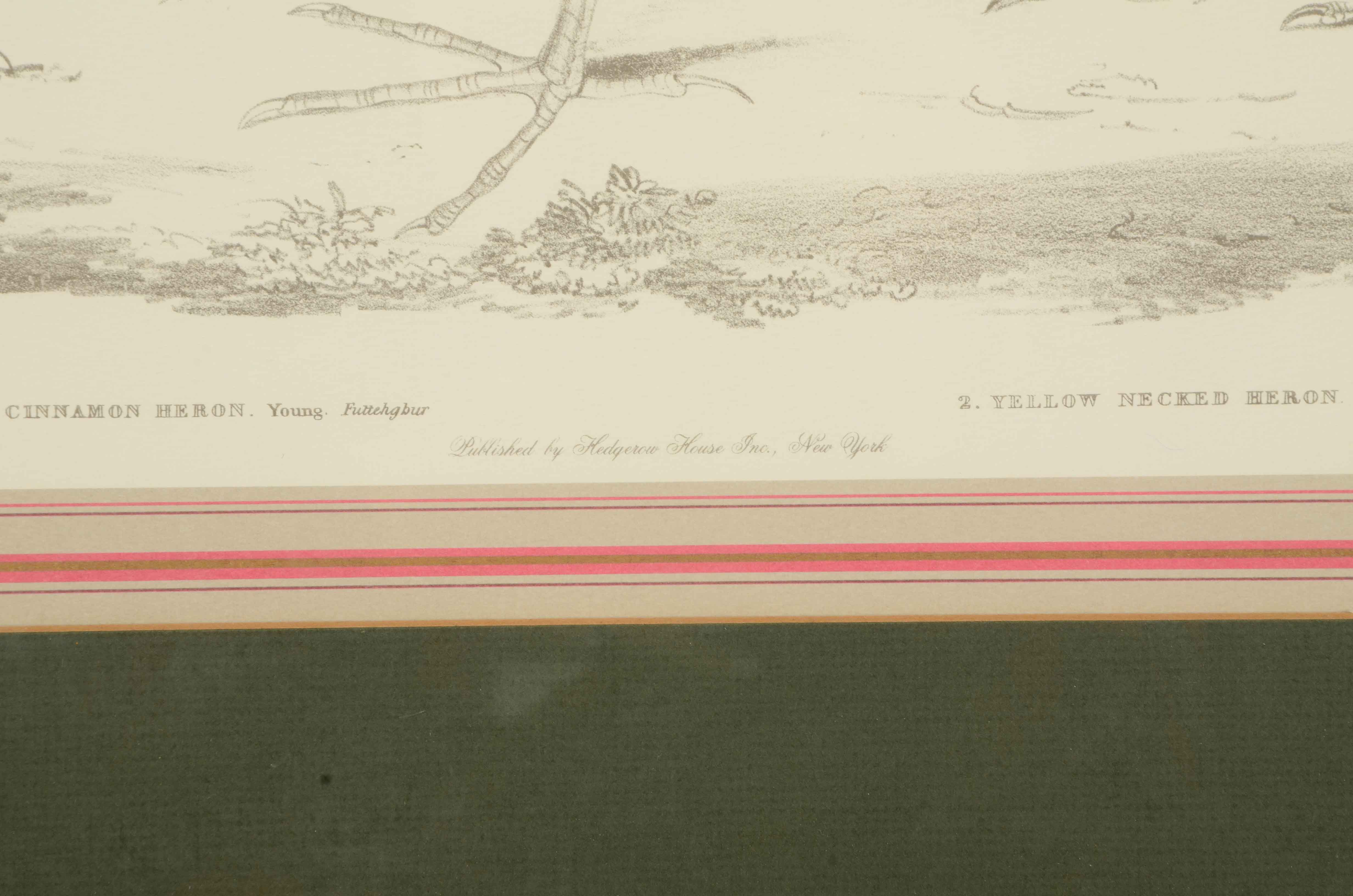 Pair of Offset Lithograph Prints of Birds